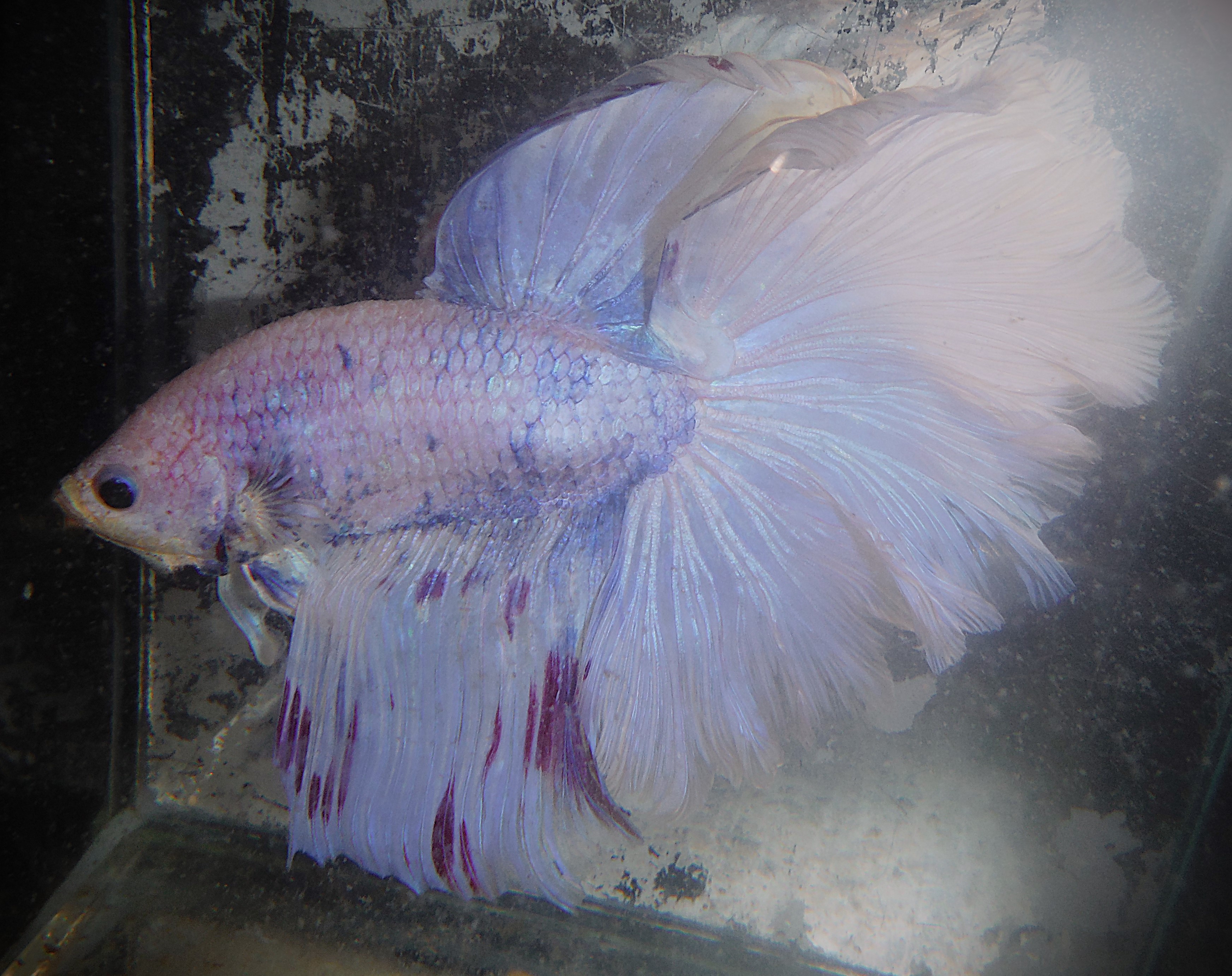 Red Spots Blue Pastel  Male
