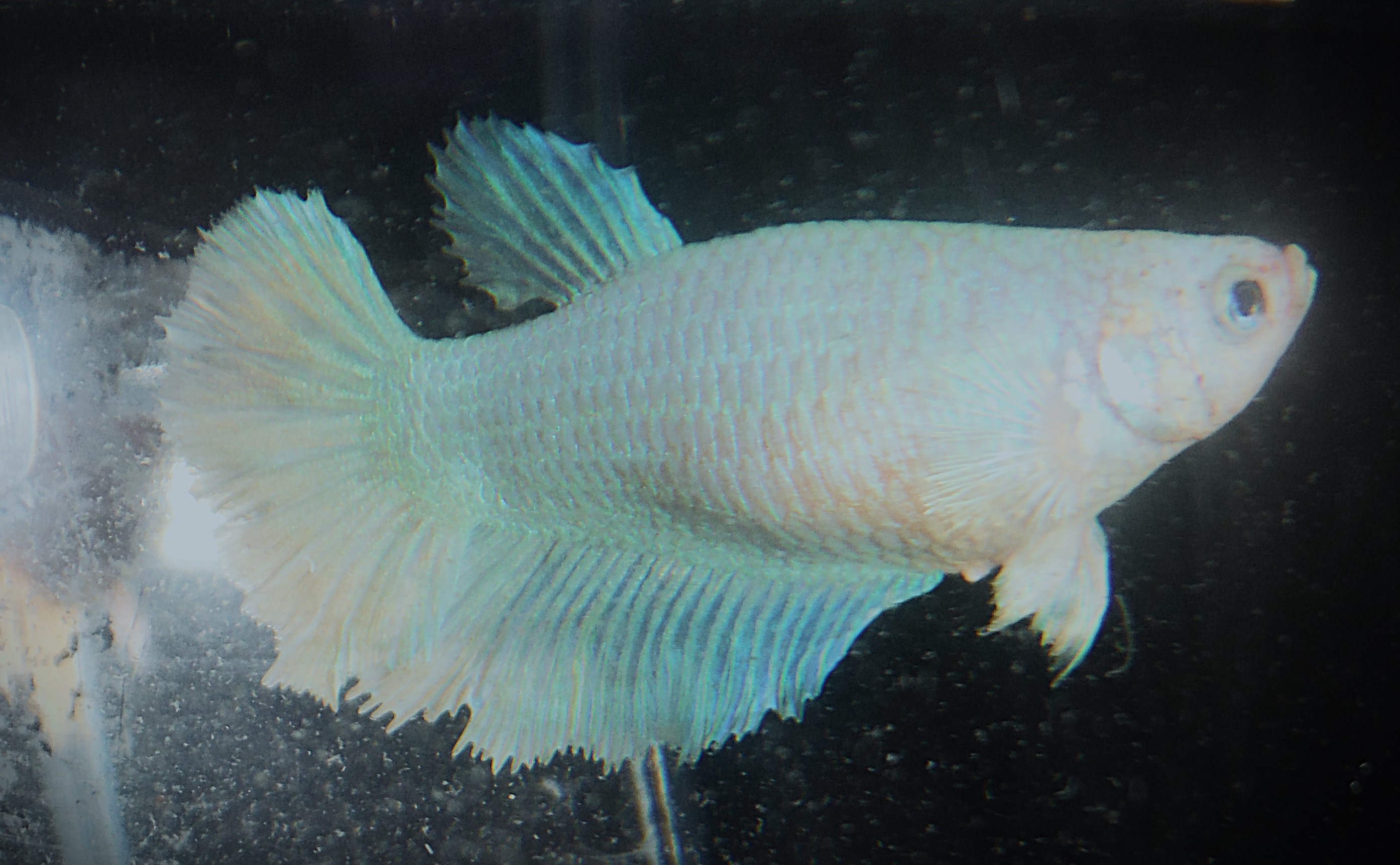 Green Pastel Female