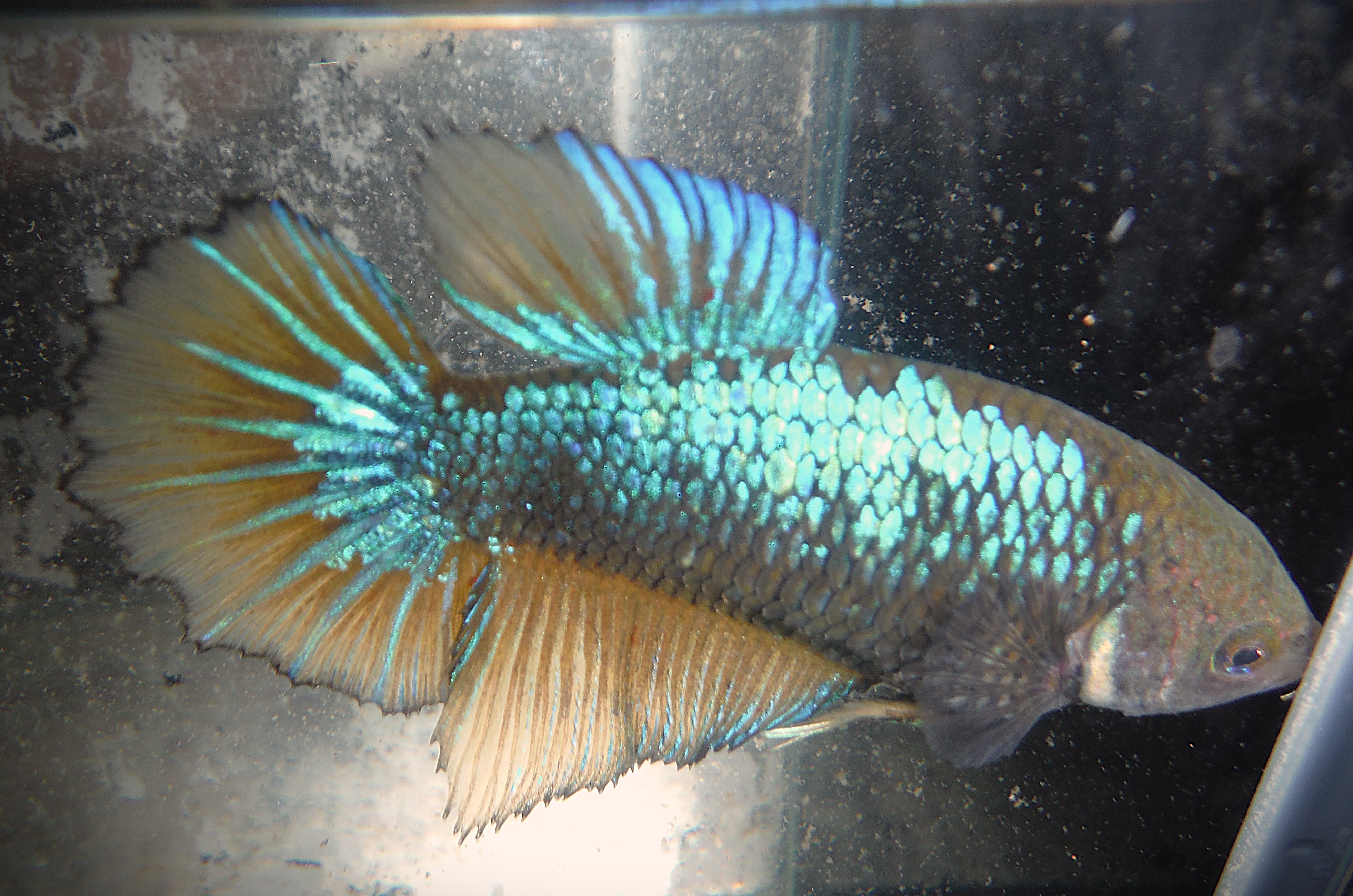 Green (MG) Female