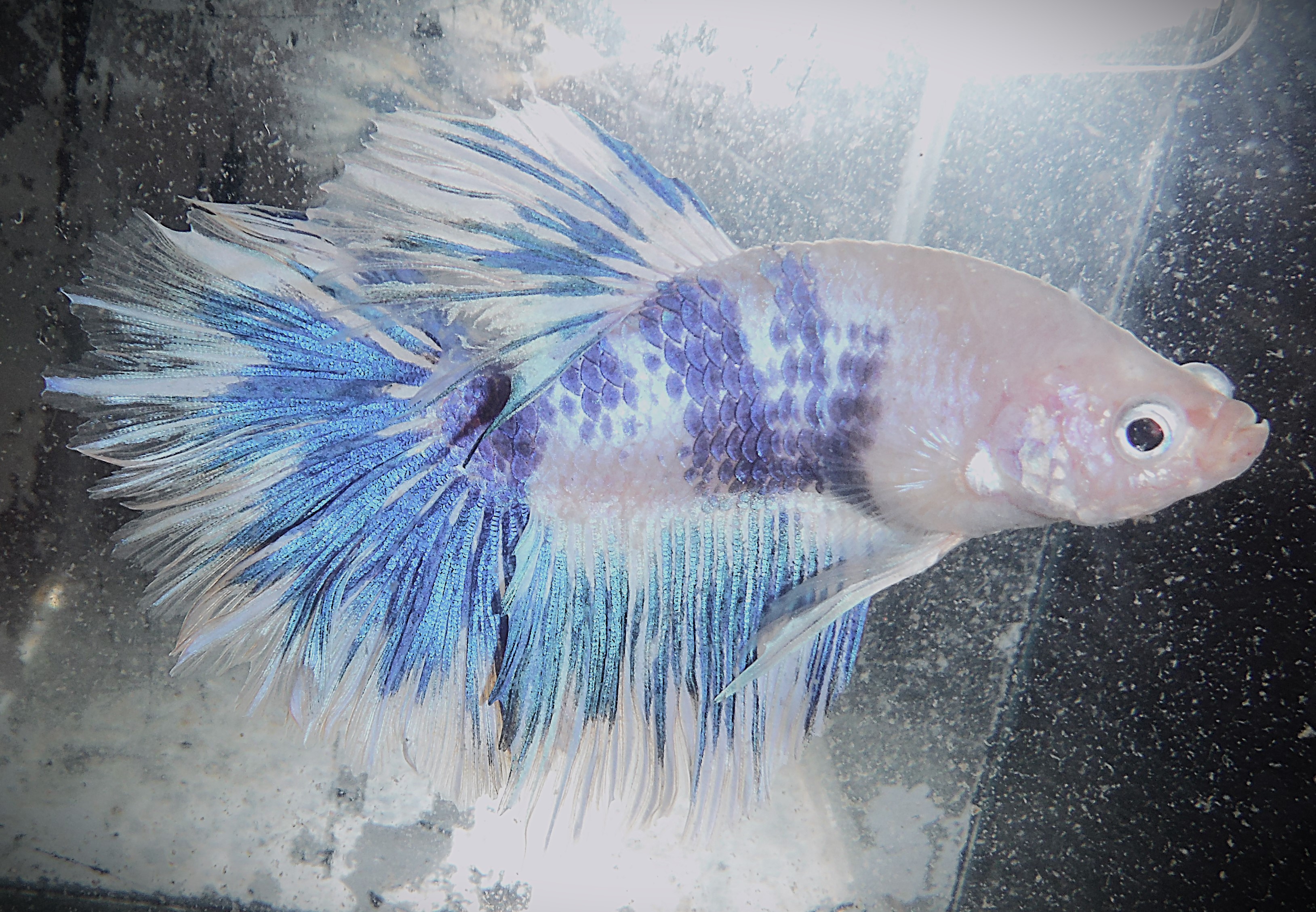 Blue Marble Male