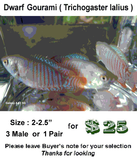 3M 2- 2.5" Dwarf Gourami