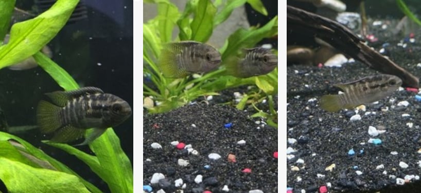 Six 1- 1.5" Dwarf Flag Cichlid