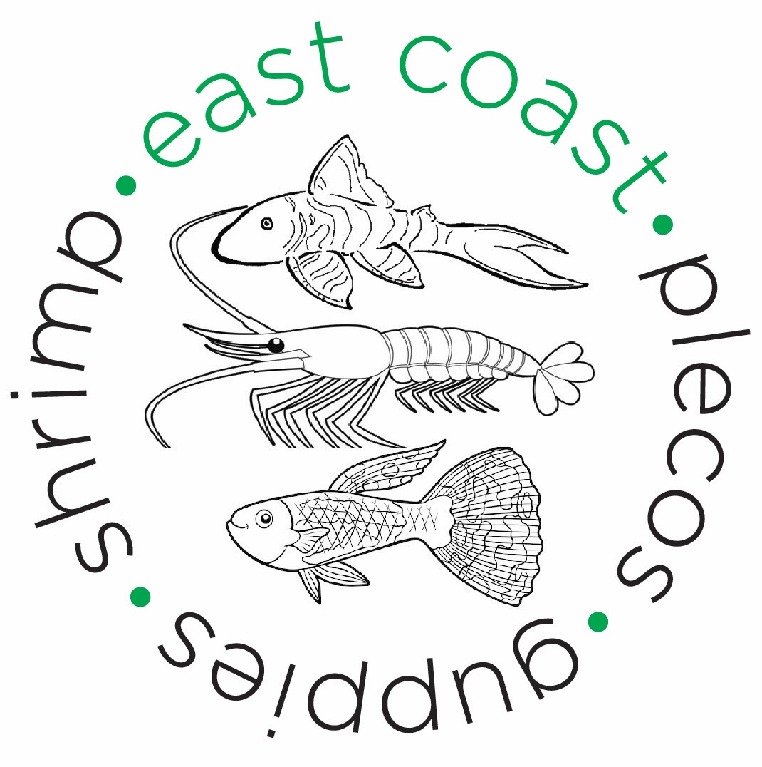 Store: East Coast Plecos, Guppies, & Shrimp