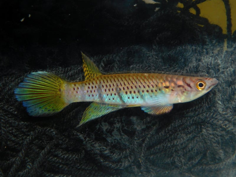 Epiplatys sexfasciatus Lobe 2018 +30 eggs