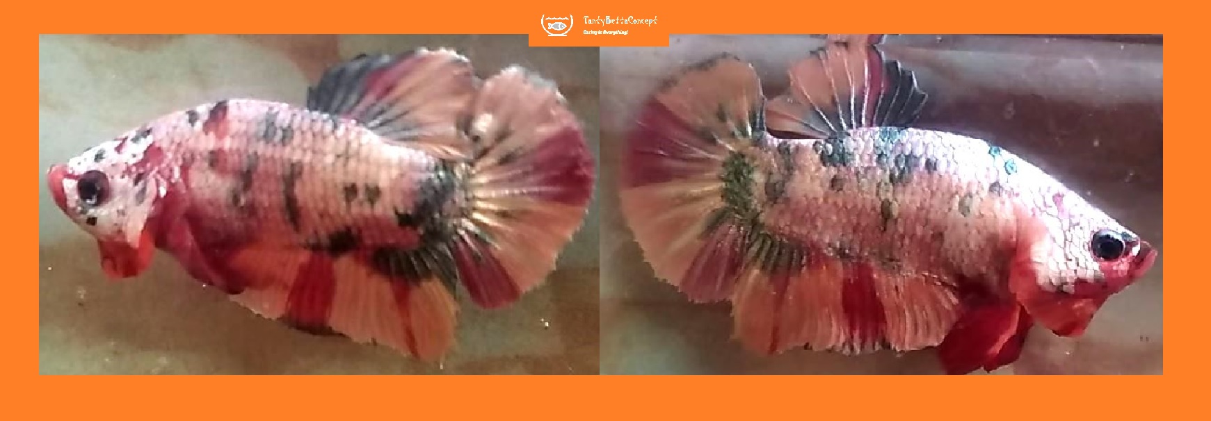 FANCY COPPER!! #2 (Shipping Cost Included in Price)