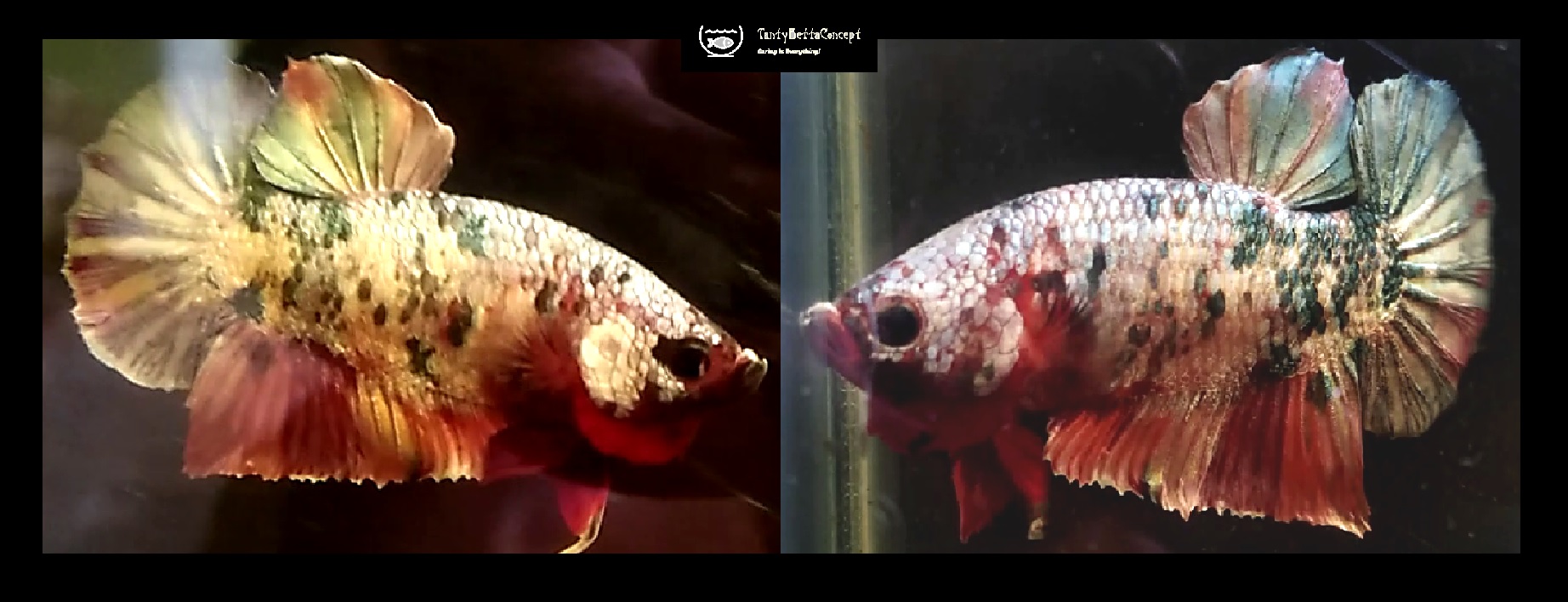 FANCY KOI COPPER!! #1 (Shipping Cost Included in Price)