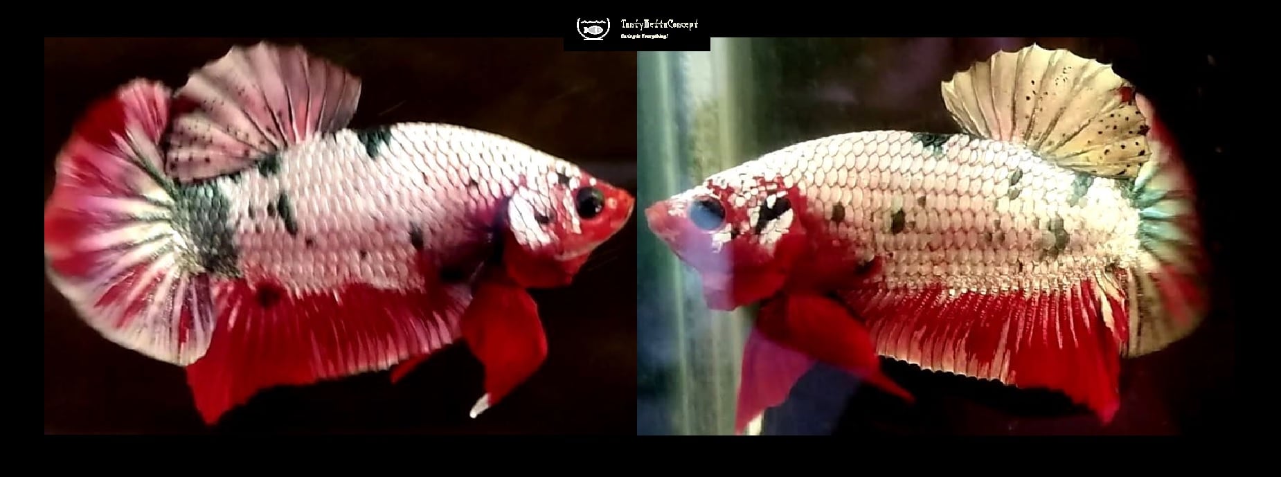 FANCY KOI COPPER!! #2 (Shipping Cost Included in Price)