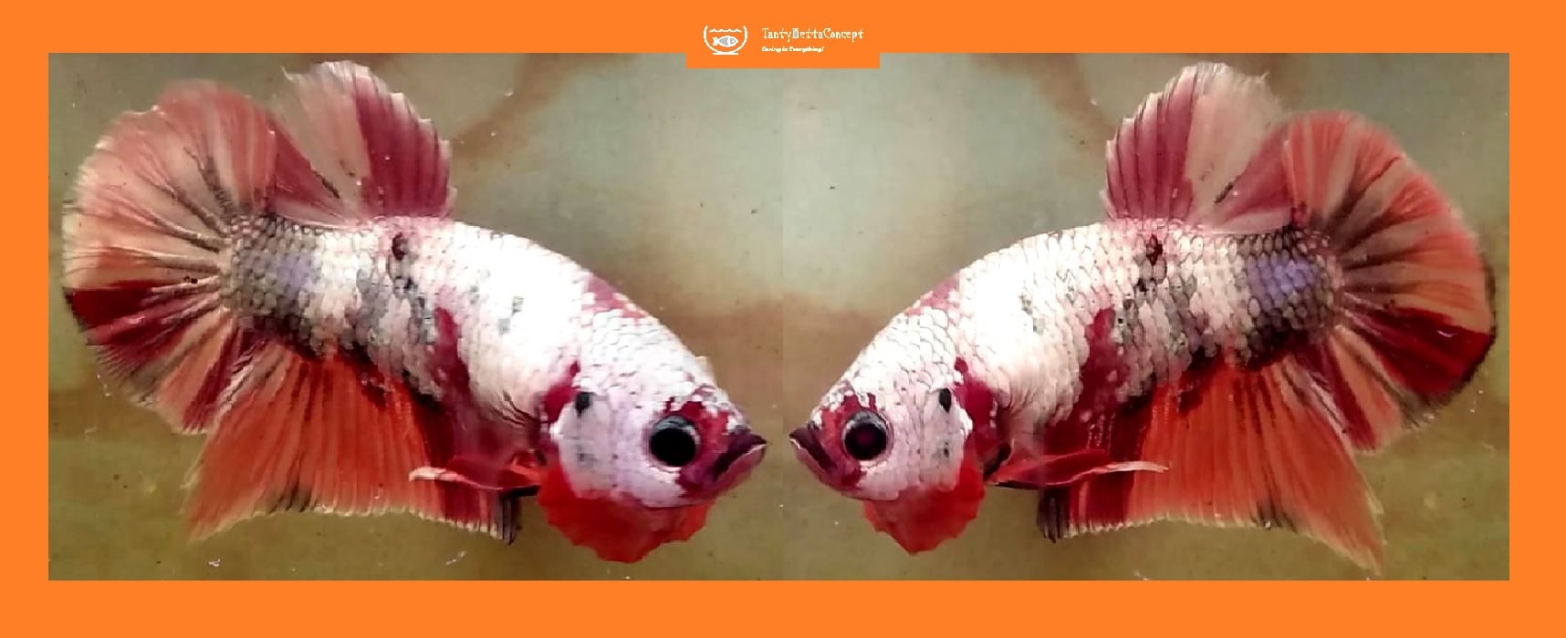 FANCY KOI COPPER!! #3 (Shipping Cost Included in Price)