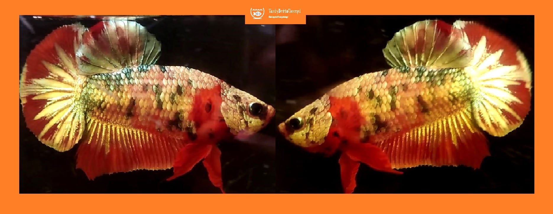 FANCY KOI COPPER!! #4 (Shipping Cost Included in Price)