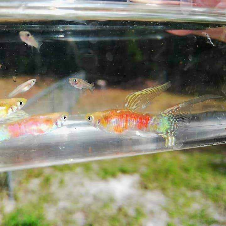 Store: Mason's_aquatics