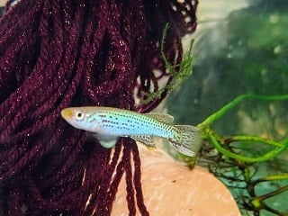Aphyosemion cameronense AVK 2022/8  30 eggs