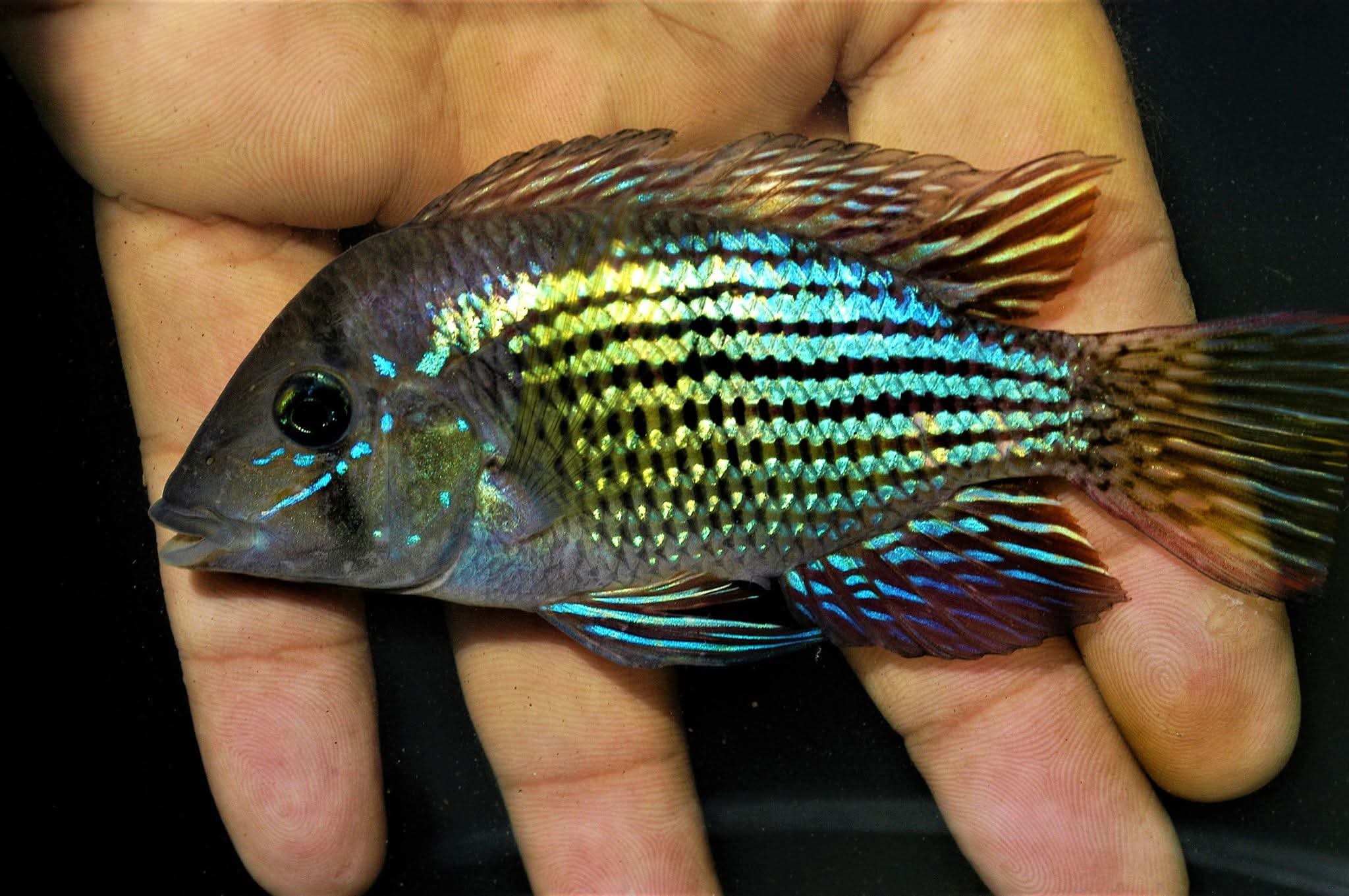 Store: Fishfarmusa