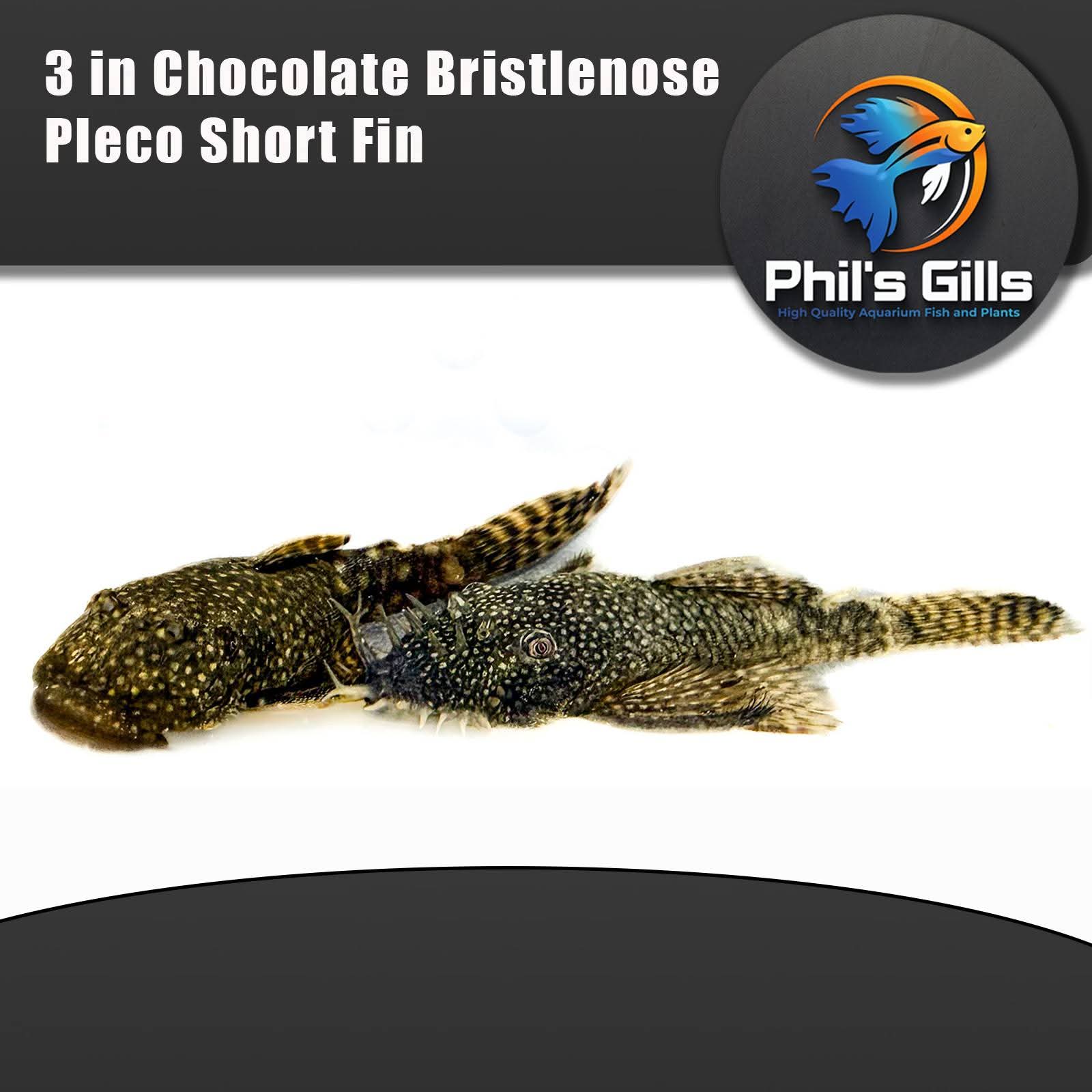 Chocolate Bristlenose Pleco Shortfin Proven Breeding Pair
