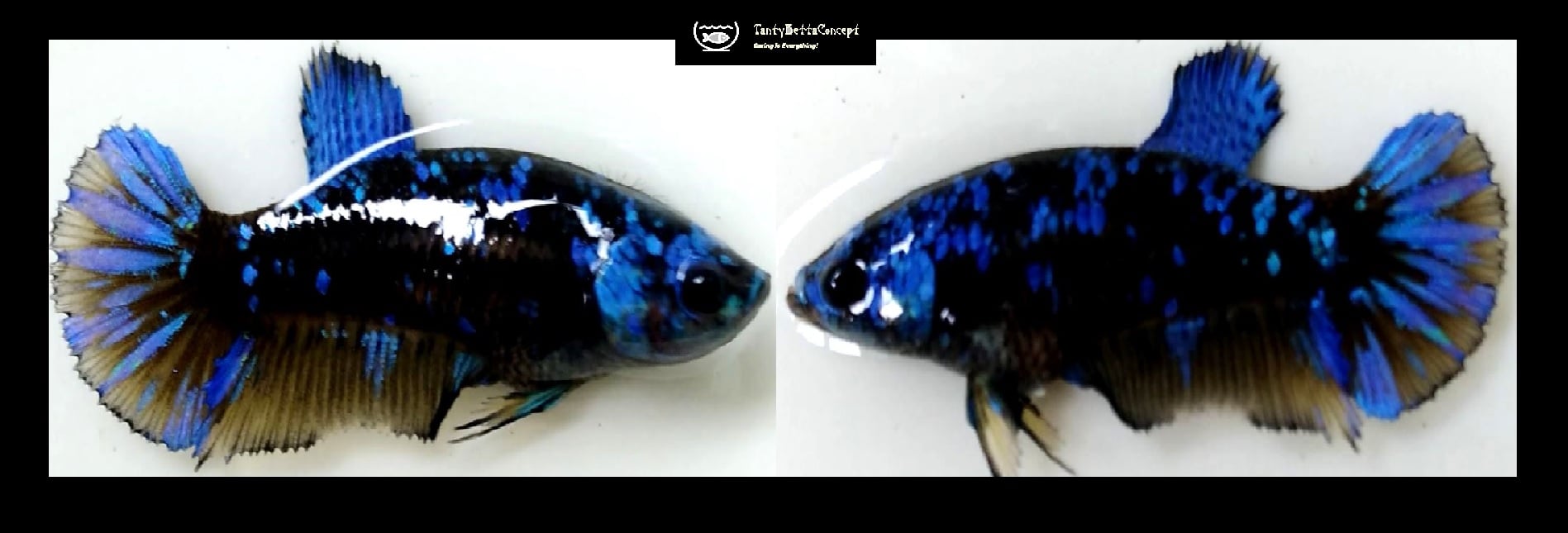FEMALE BLUE AVATAR!! #3 (Shipping Cost Included in Price)