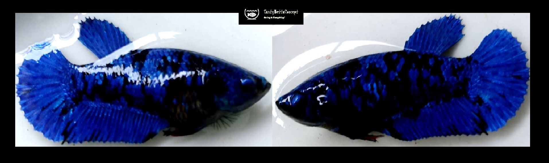 FEMALE BLUE AVATAR!! #4 (Shipping Cost Included in Price)