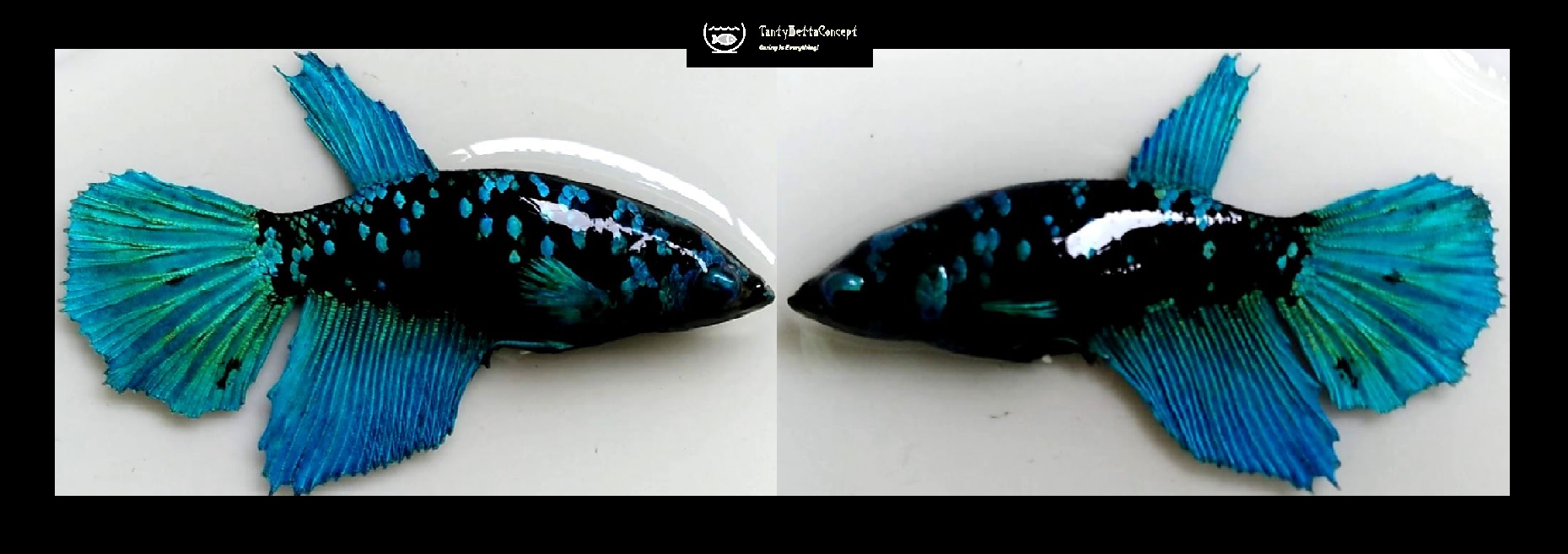 FEMALE HALFMOON BLUE AVATAR!! #1 (Shipping Cost Included in Price)