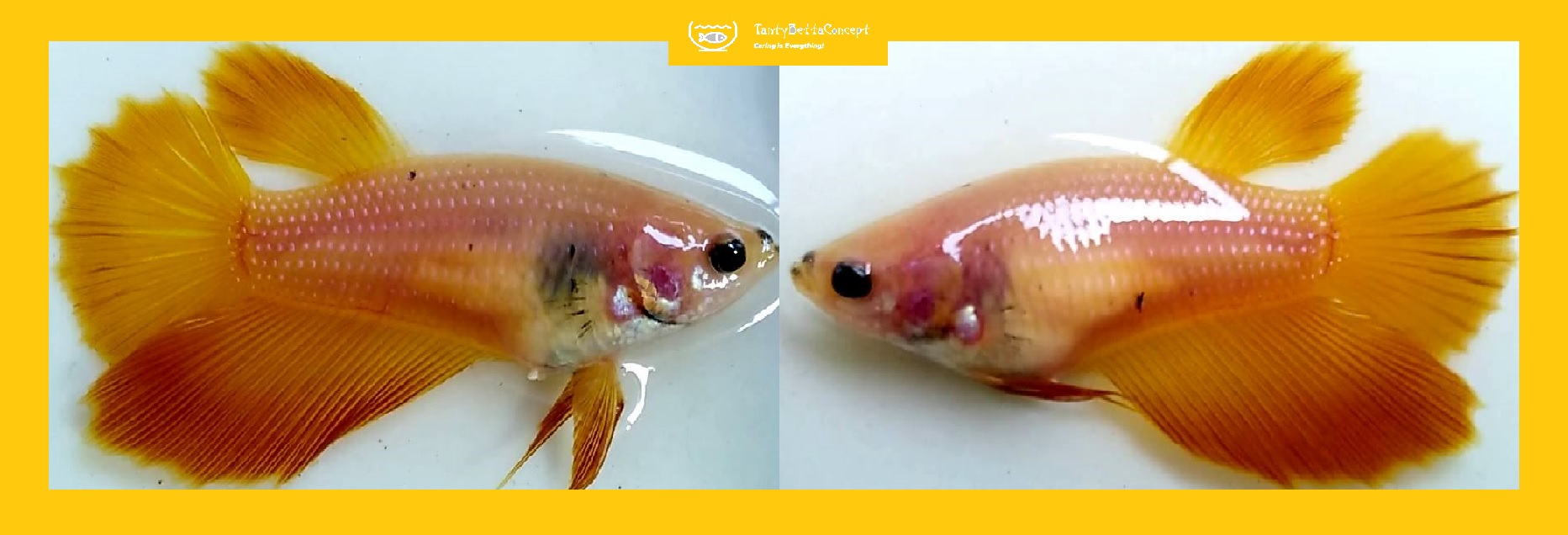 FEMALE HALFMOON ORANGE FANCY METALLIC!! #1 (Shipping Cost Included in Price)