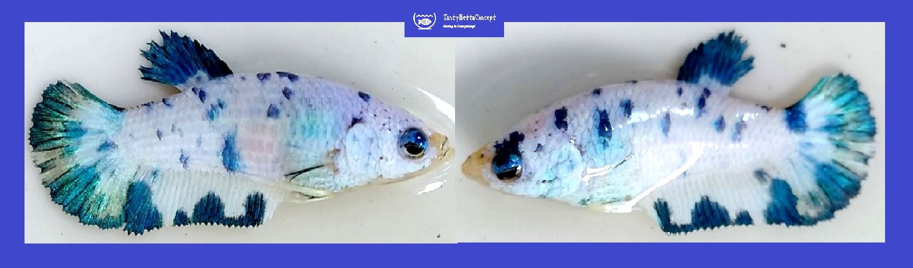 FEMALE MARBLE BLUE!! #1 (Shipping Cost Included in Price)