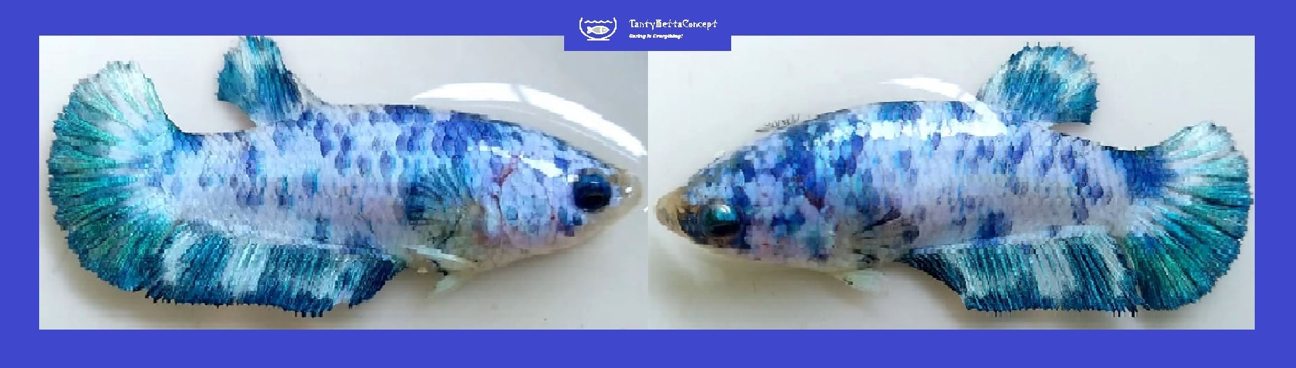 FEMALE MARBLE BLUE!! #2 (Shipping Cost Included in Price)