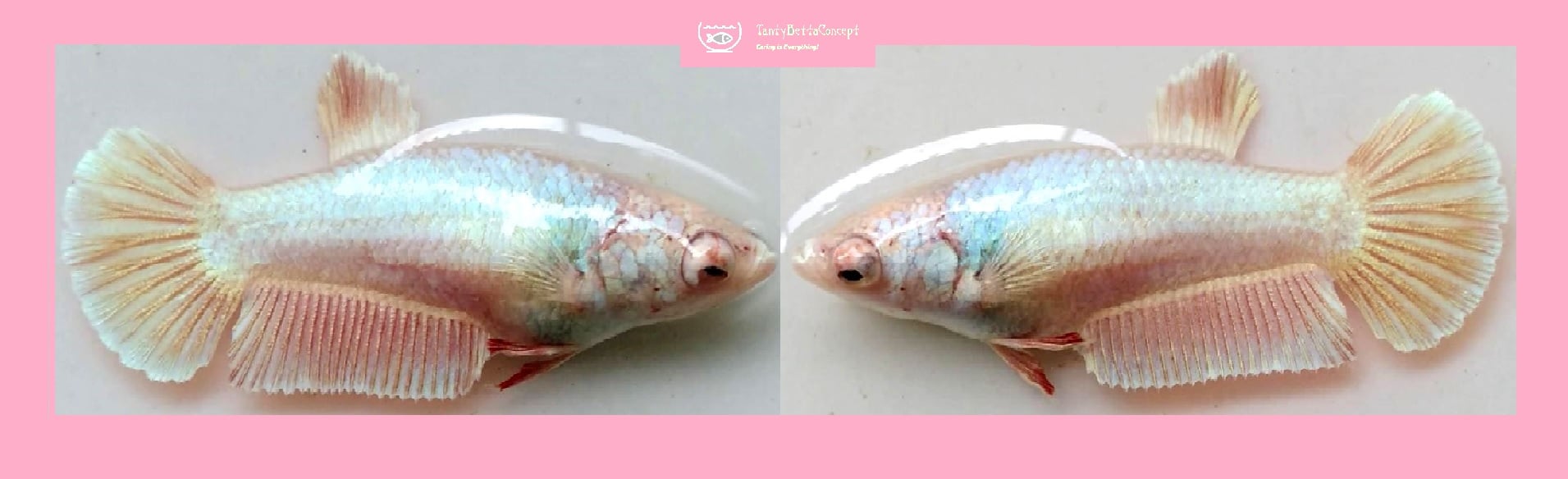 FEMALE PINK SAKURA!! #2 (Shipping Cost Included in Price)