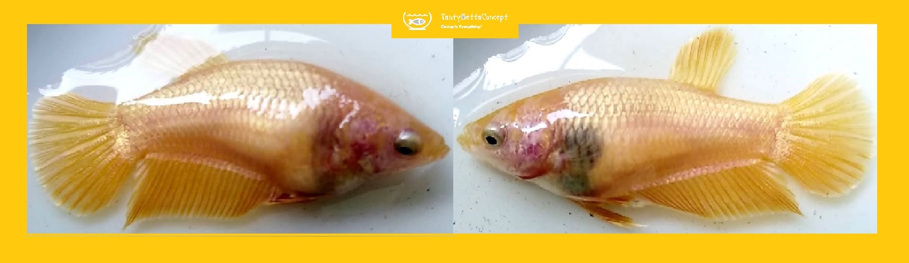FEMALE SOLID GOLDEN!! #1 (Shipping Cost Included in Price)