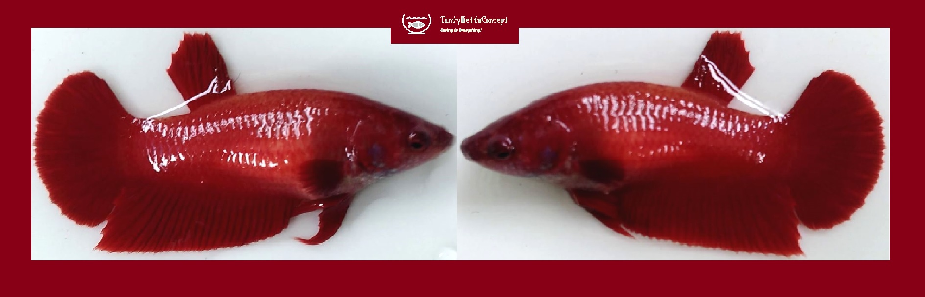 FEMALE SUPER RED!! #1 (Shipping Cost Included in Price)