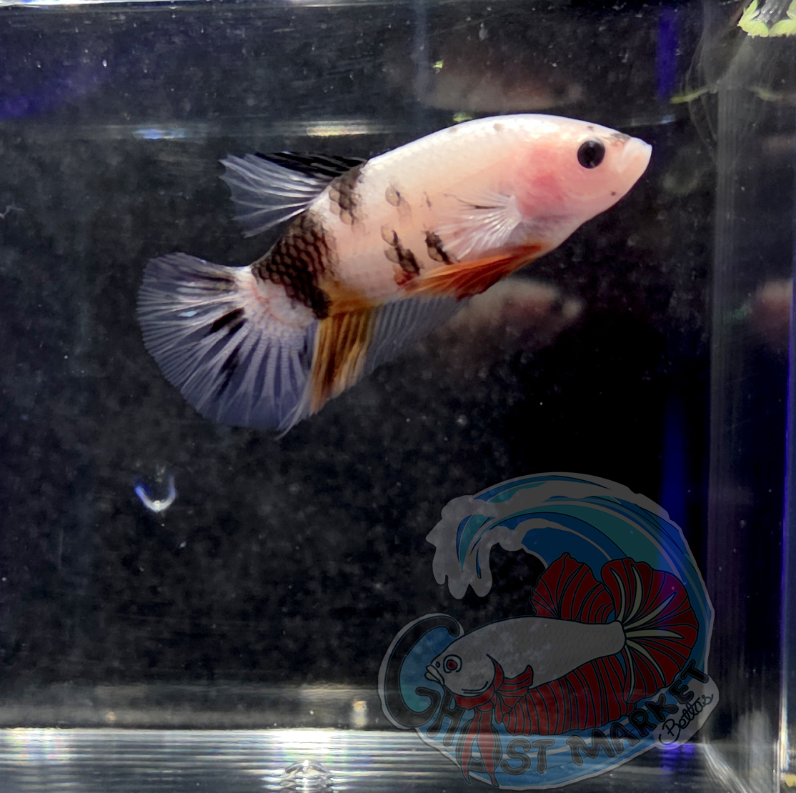 **RARE** Ghost Betta - Colorful, Incandescent, US Bred, Healthy LIve Betta Fish