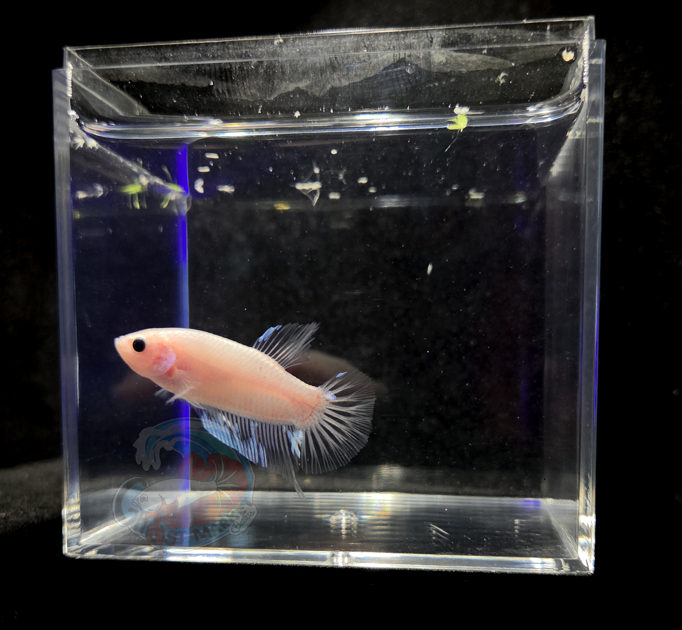 **RARE** Ghost Betta - Colorful, Incandescent, US Bred, Healthy LIve Betta Fish