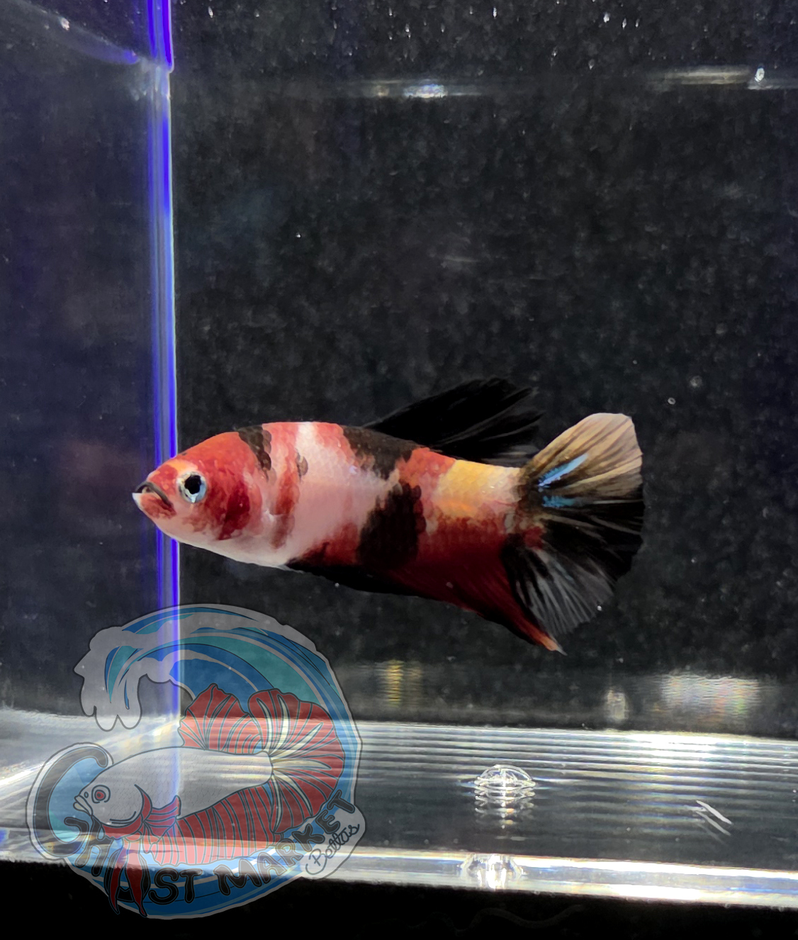 **RARE** Ghost Betta - Colorful, Incandescent, US Bred, Healthy LIve Betta Fish