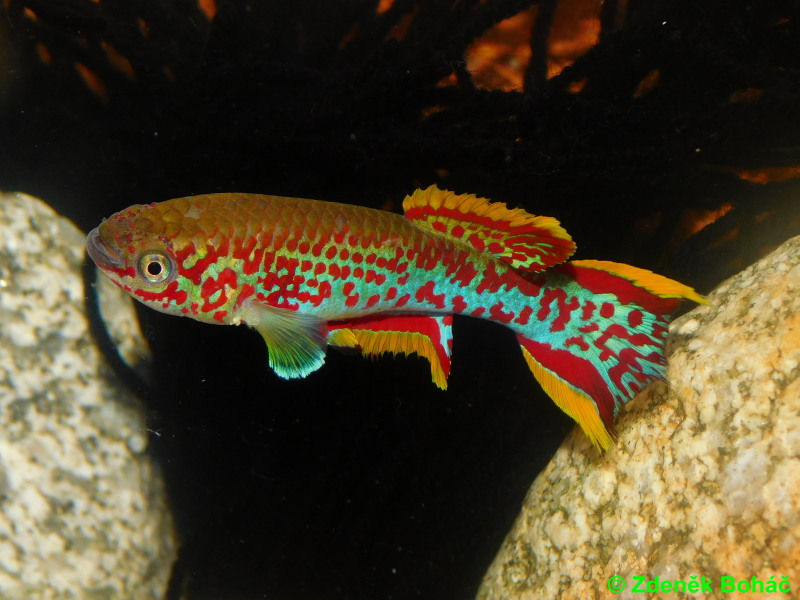 Fundulopanchax gardneri Misaje RK +30 eggs
