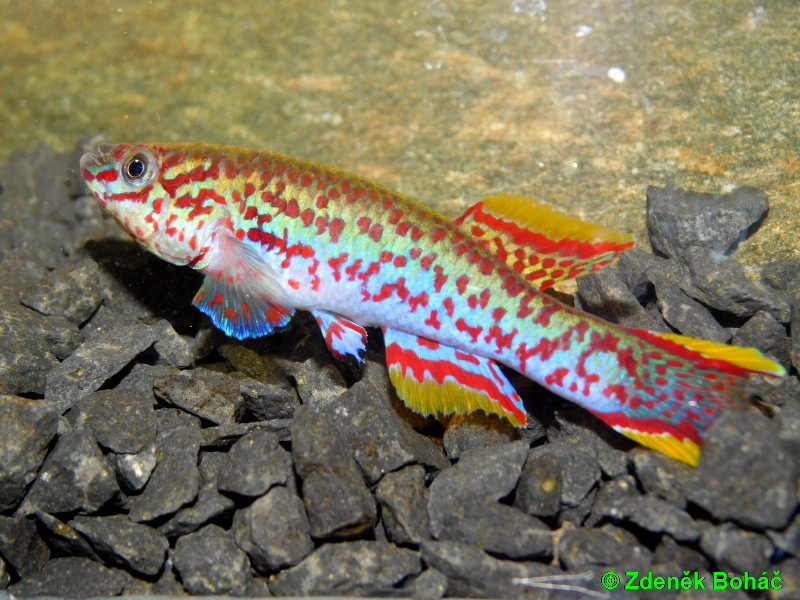 Fundulopanchax gardneri nigerianum Innidere +30 eggs