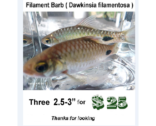 Three 2.5-3" Filament Barb