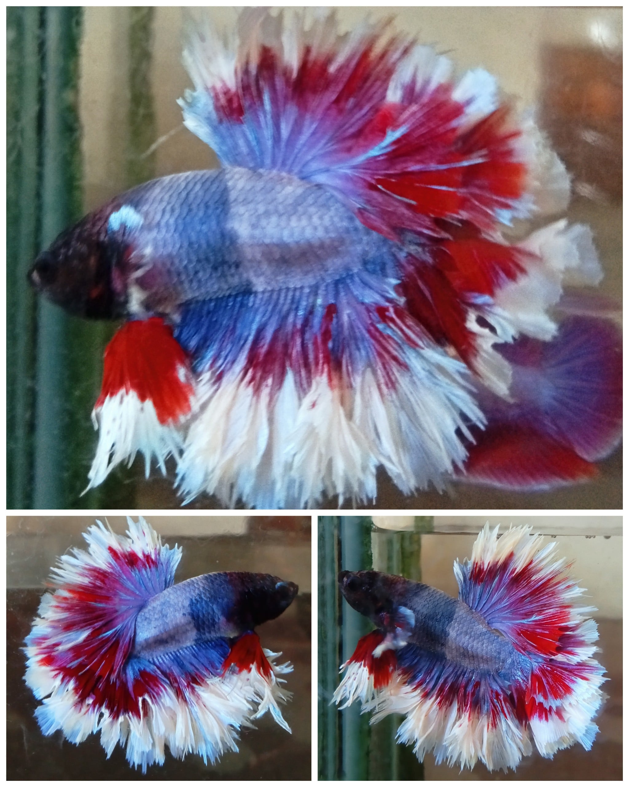 Fancy King Rose Tail
