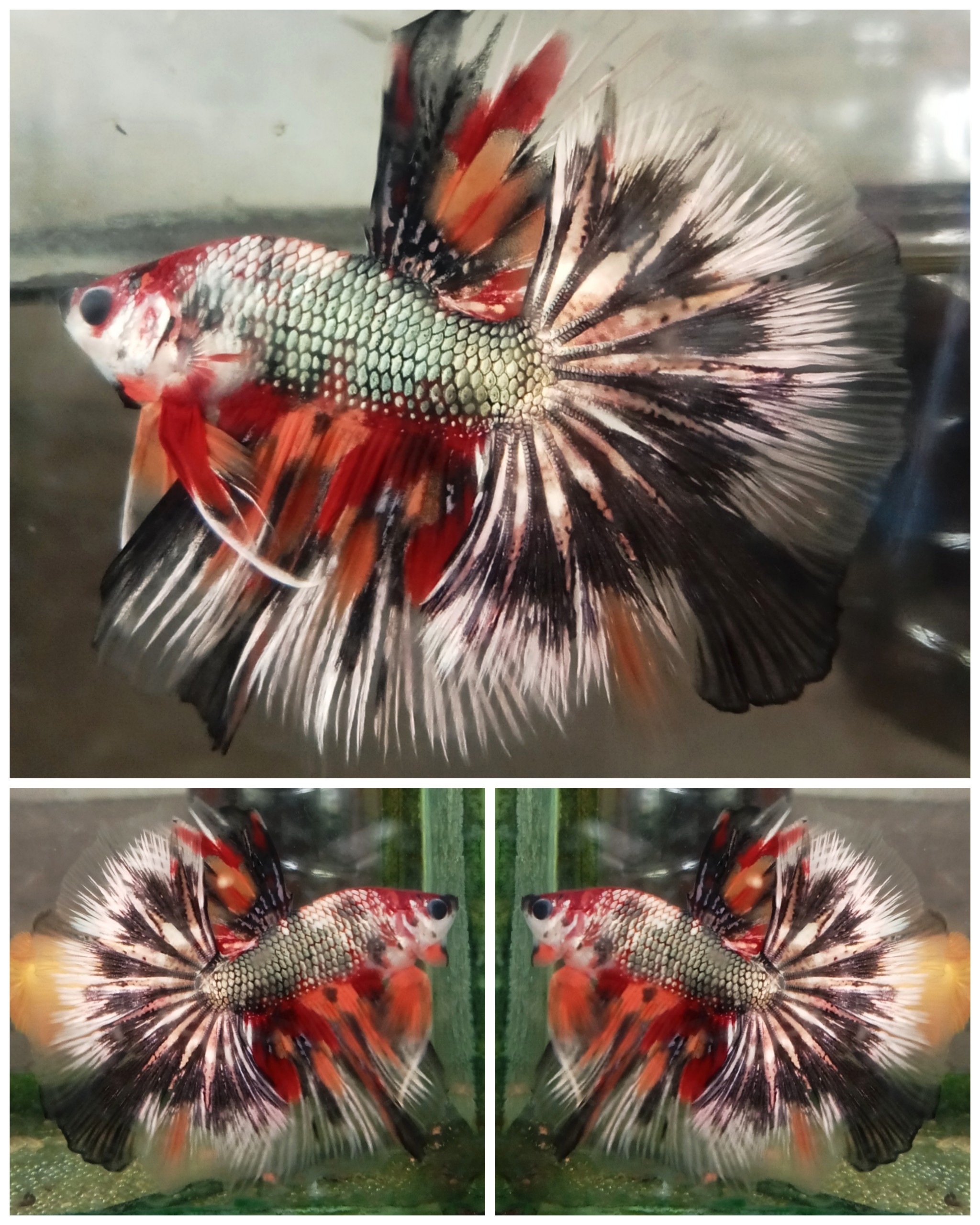 Fancy Copper