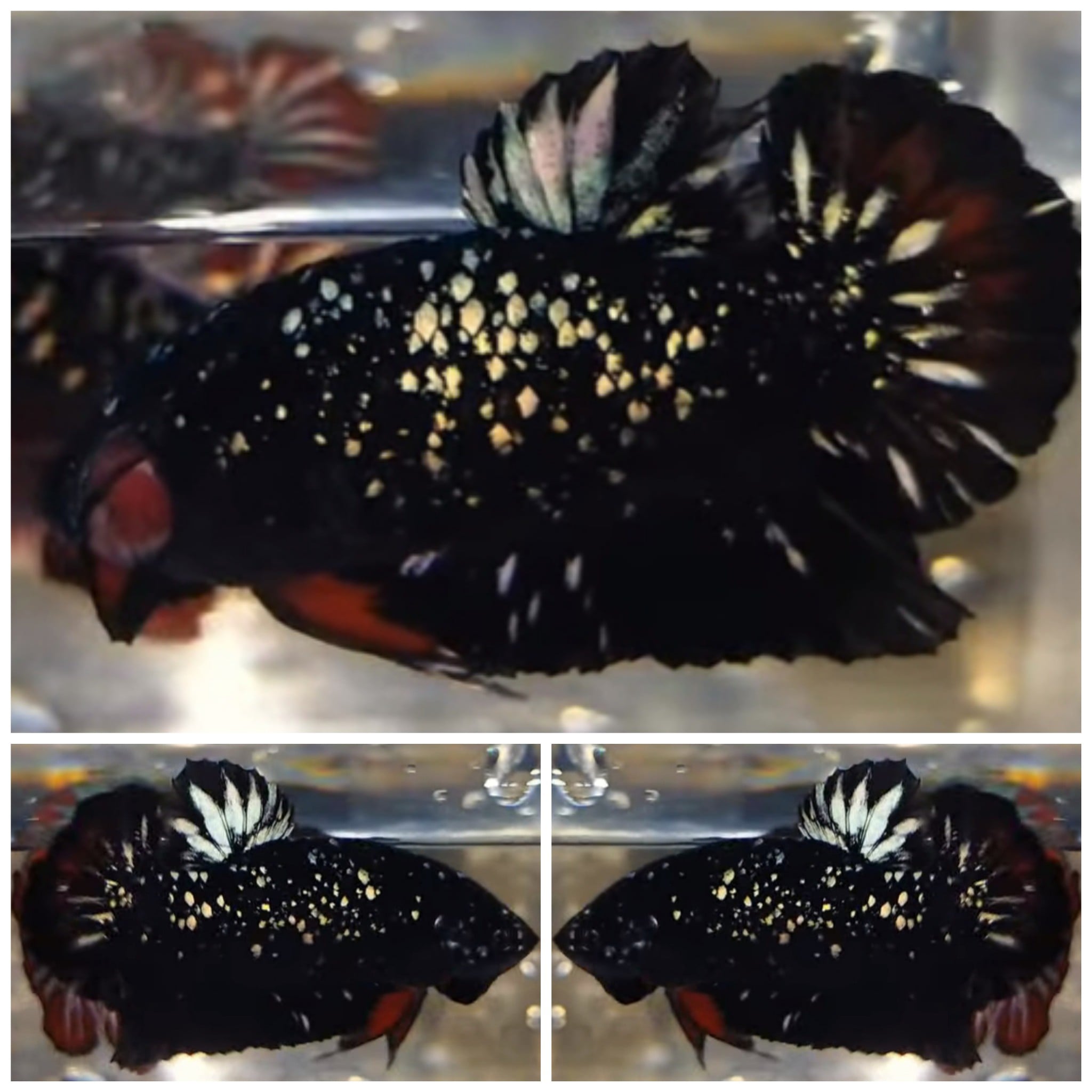 Avatar Black Copper #1