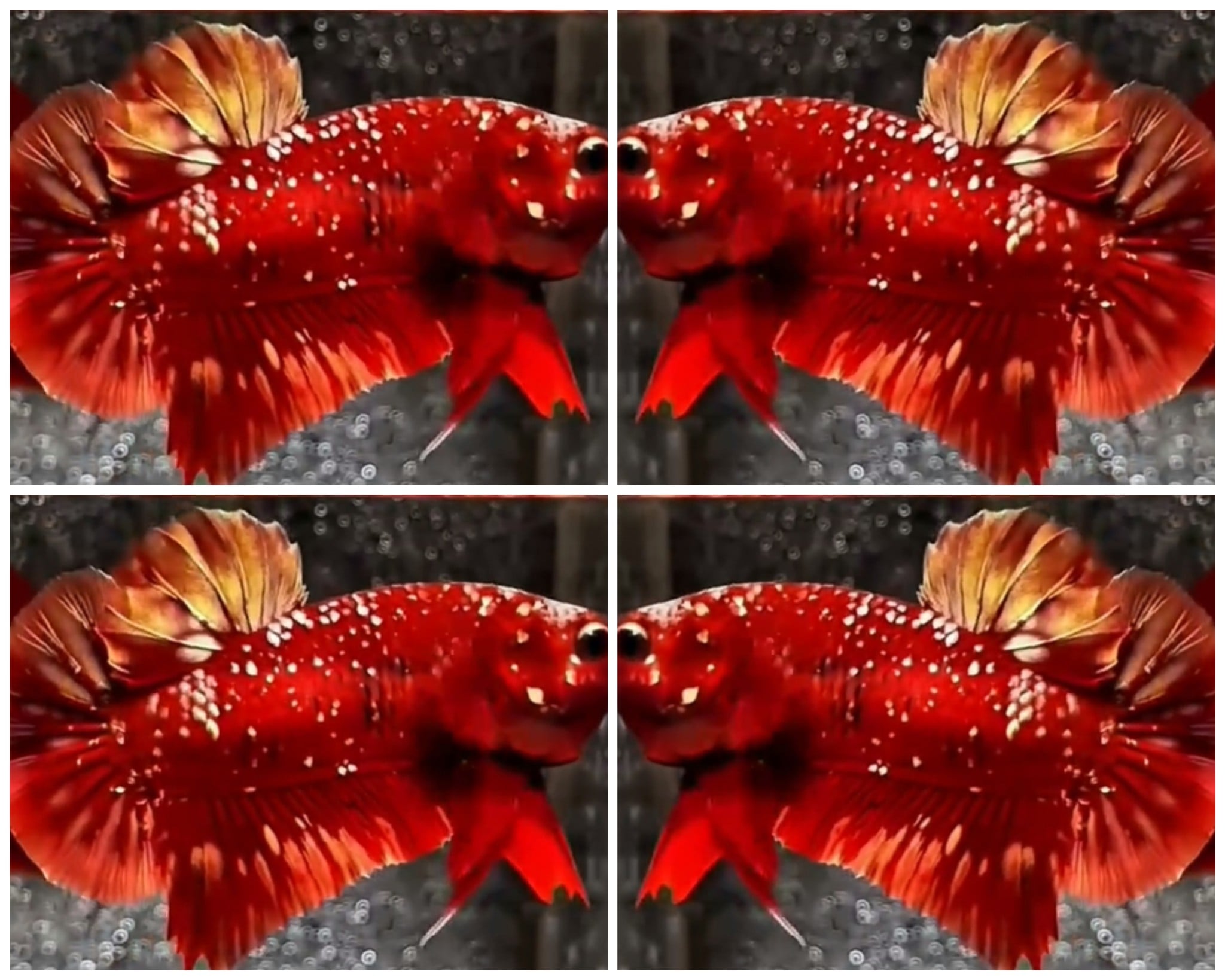 Red Gold Galaxy #2