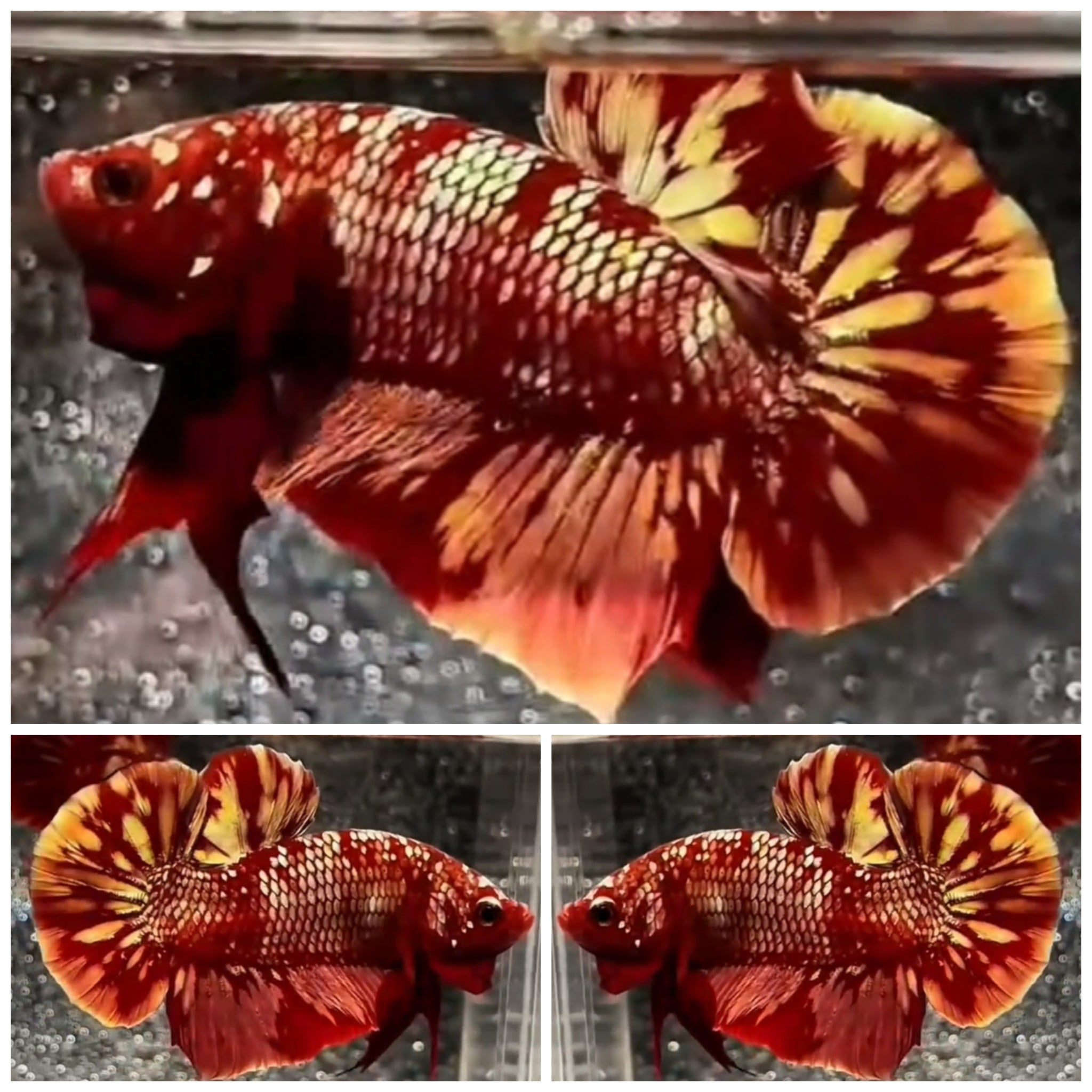 Red Gold Galaxy #1