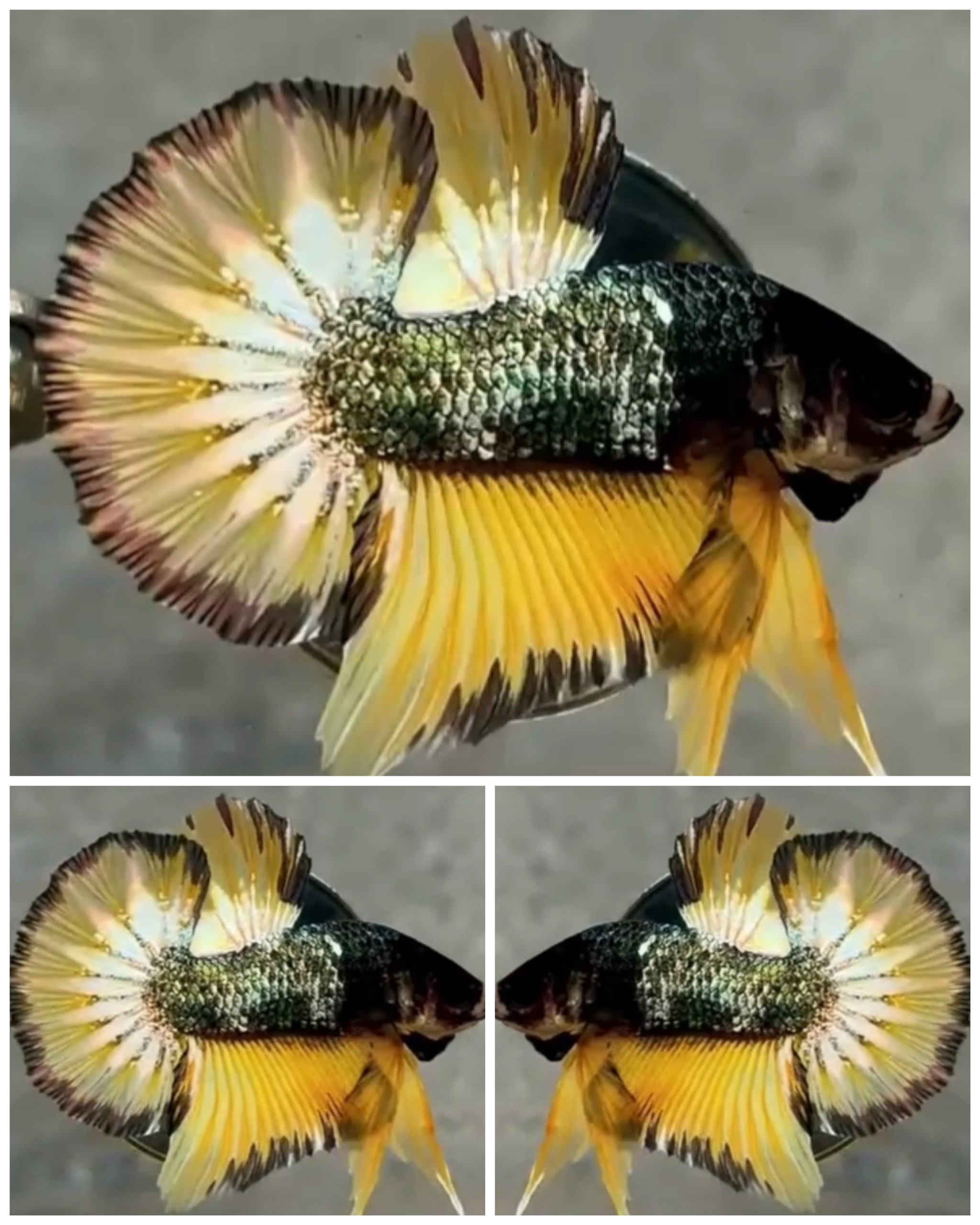 Yellow Copper HMPK