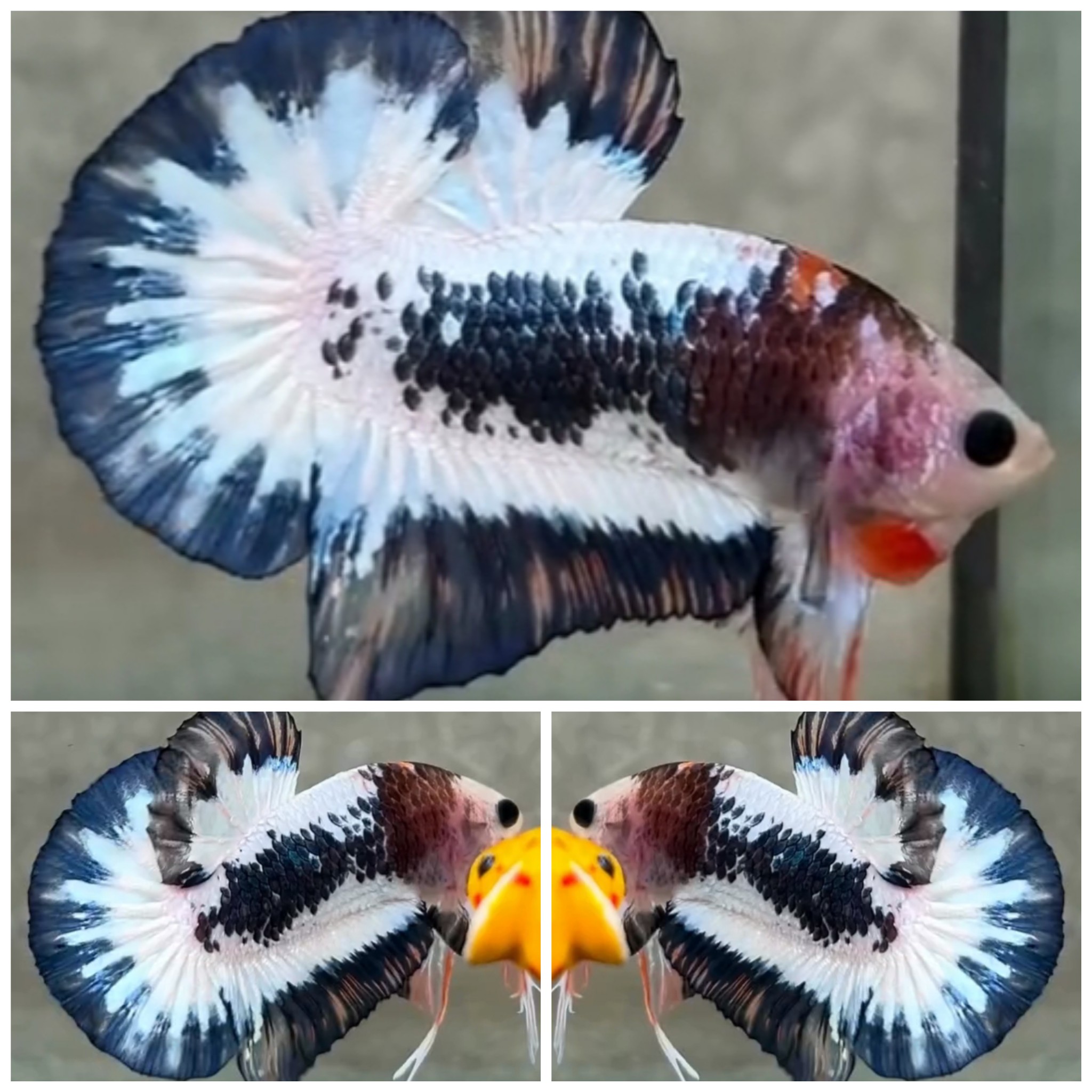 Sweet Marble HMPK