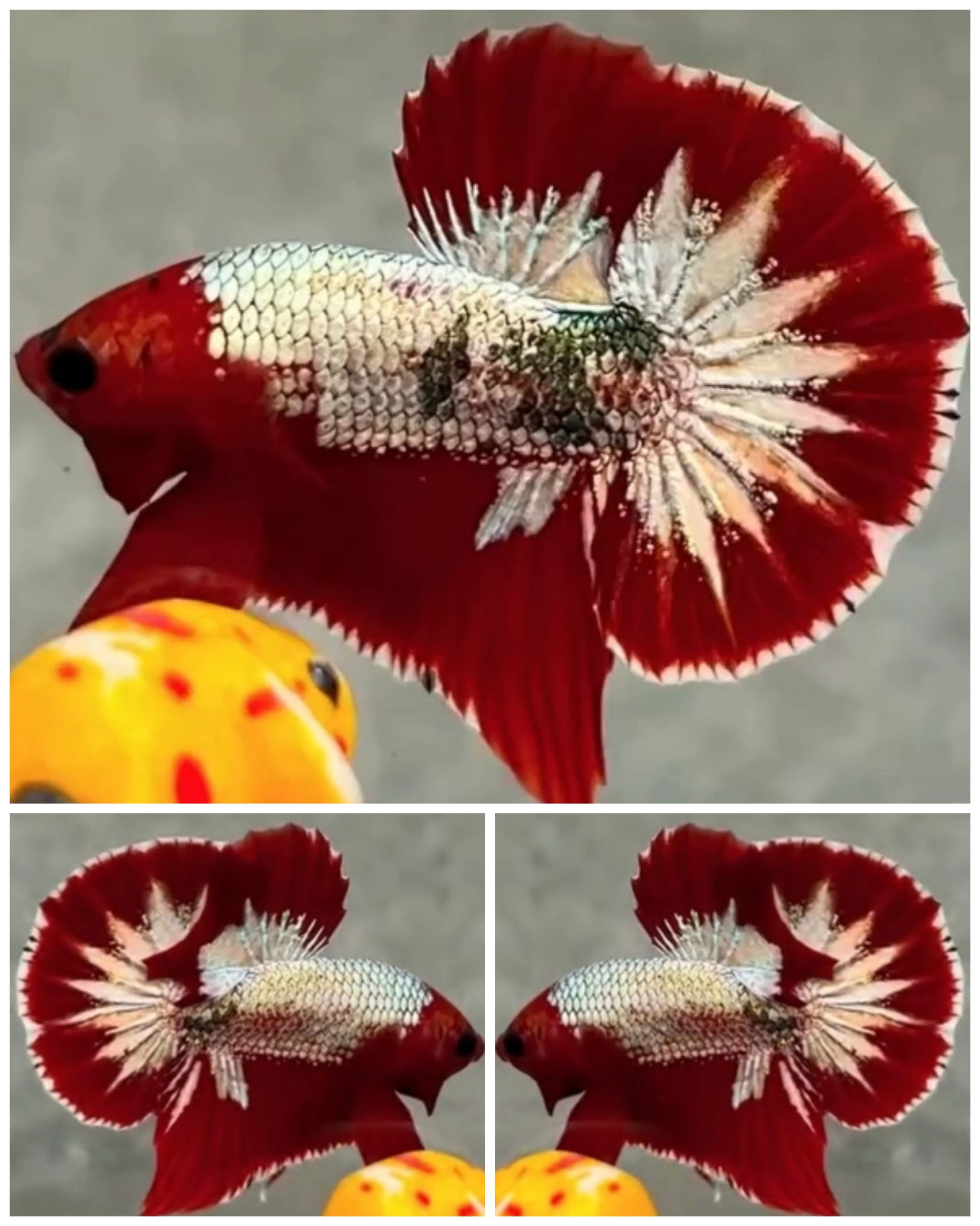 Best Red Head HMPK