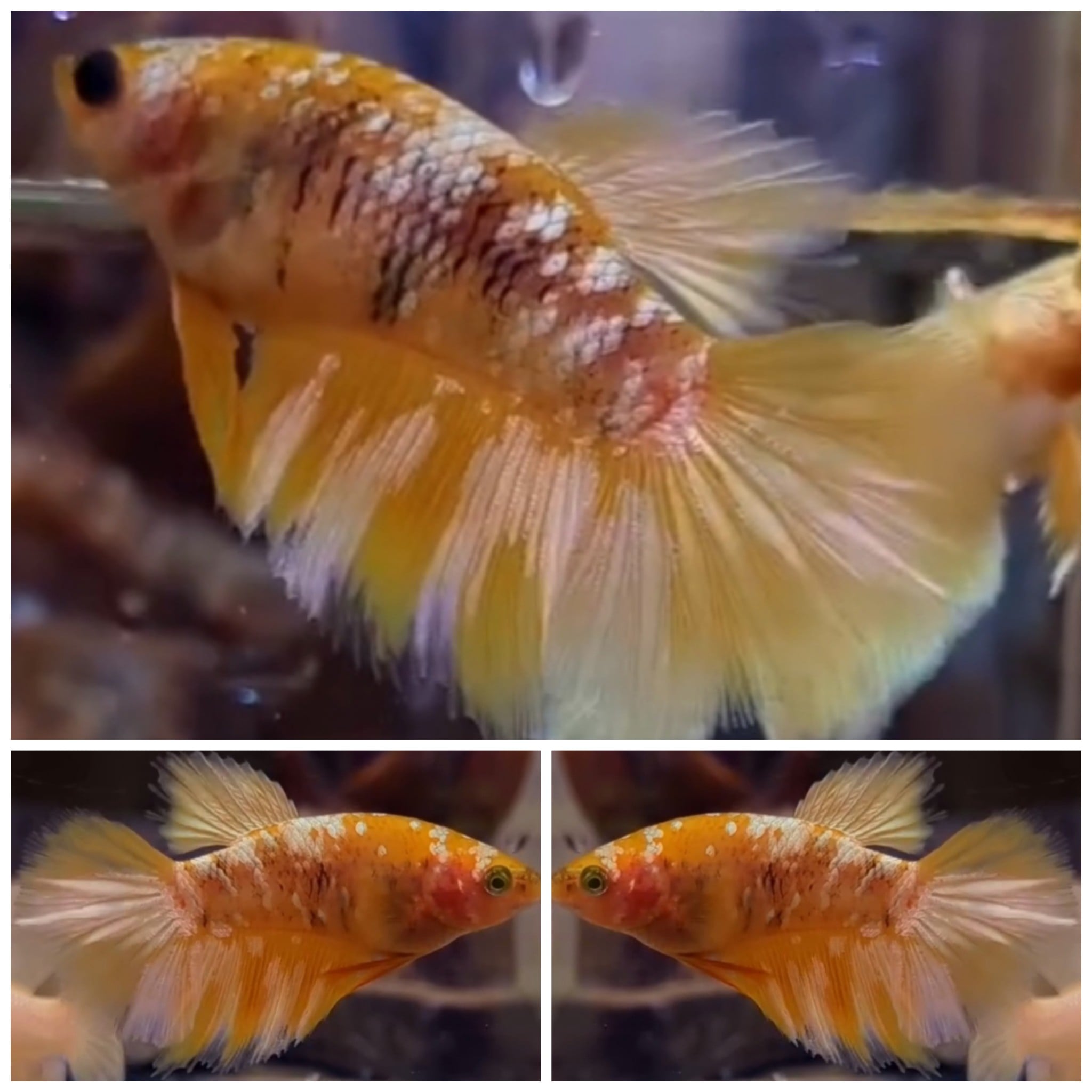 Female Yellow Gold Galaxy