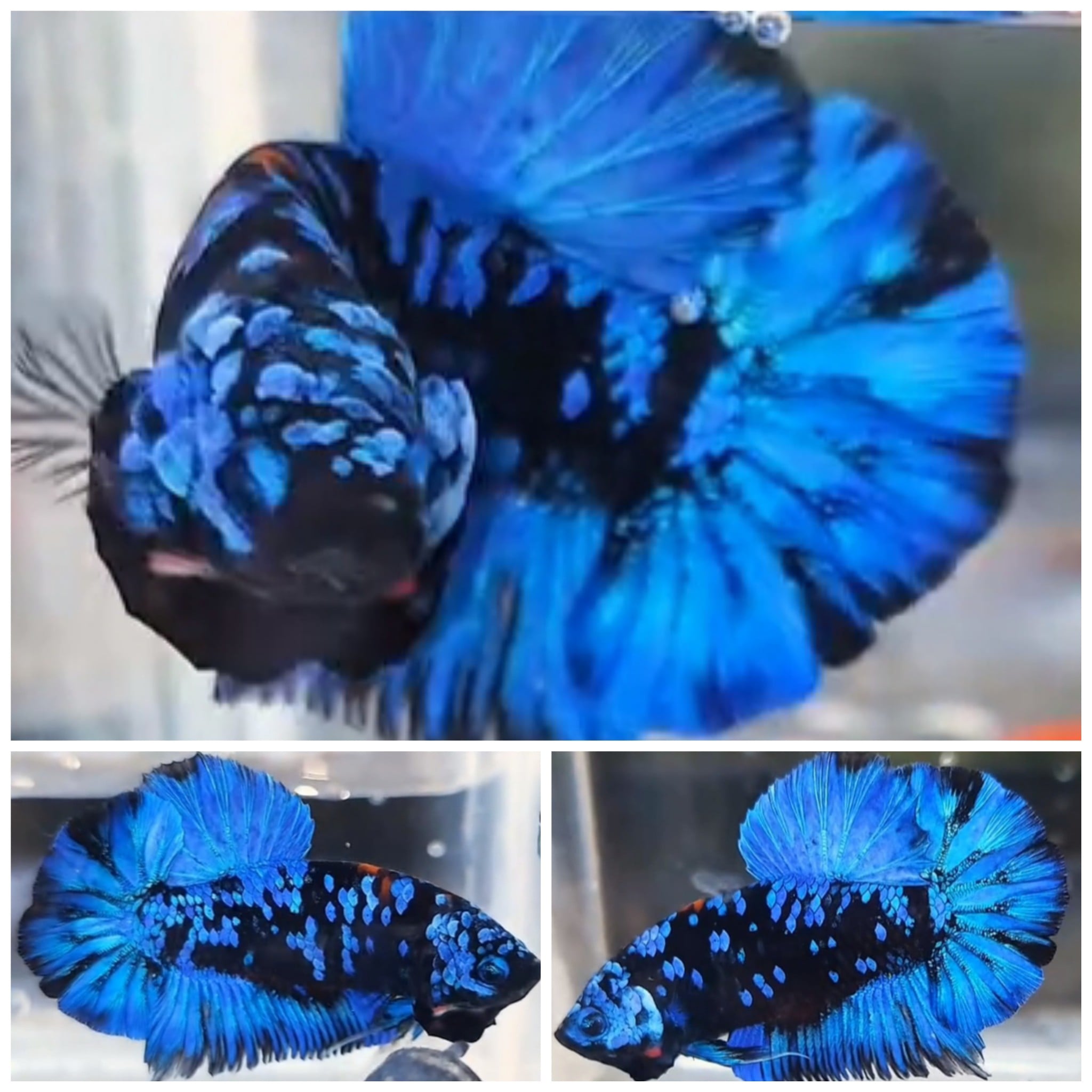 Avatar Gordon