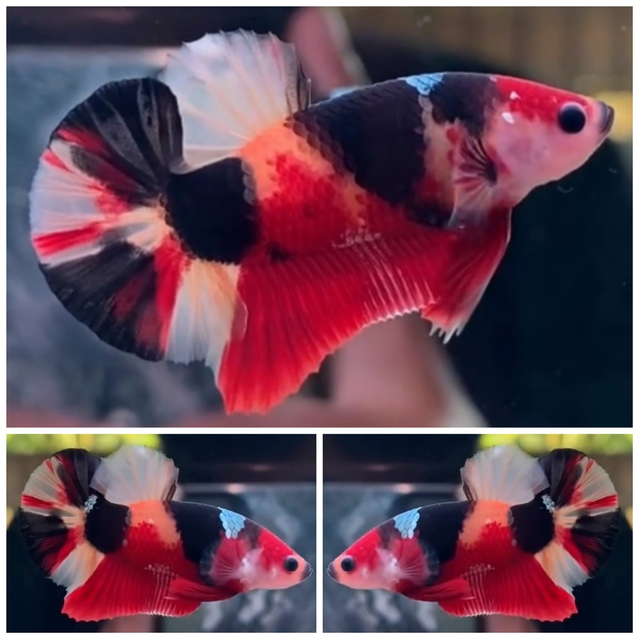Sweet Colour
