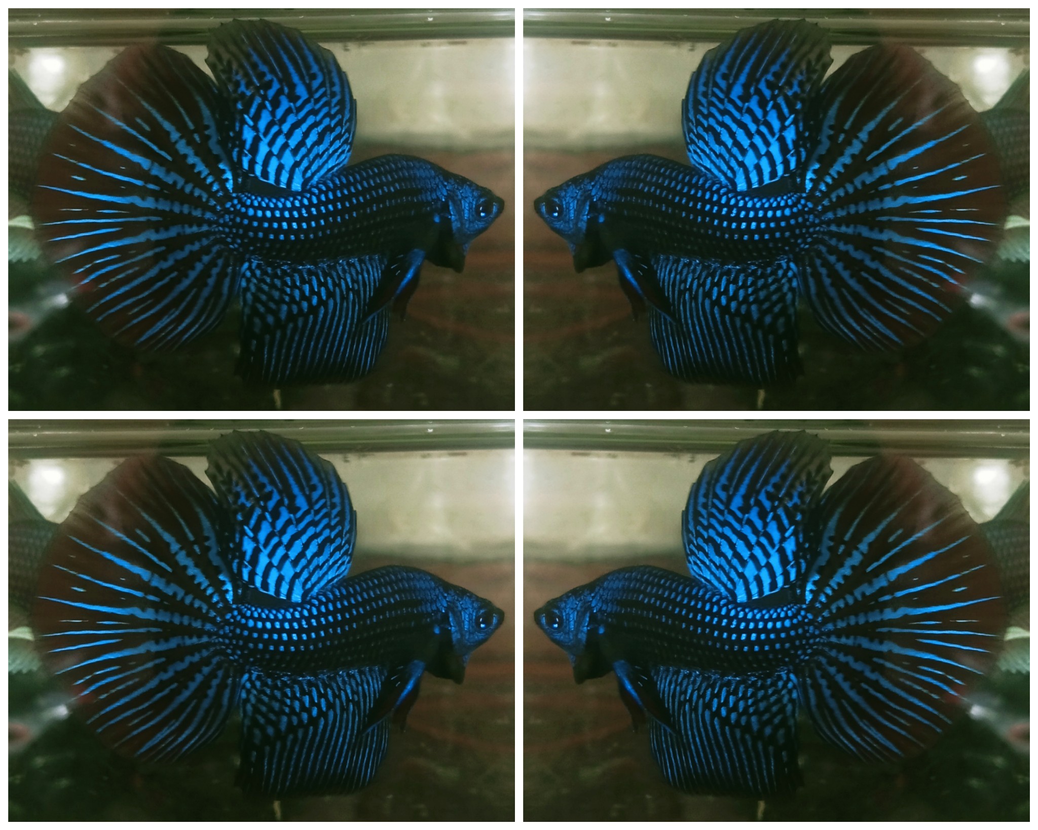 Blue Alien Long Fin
