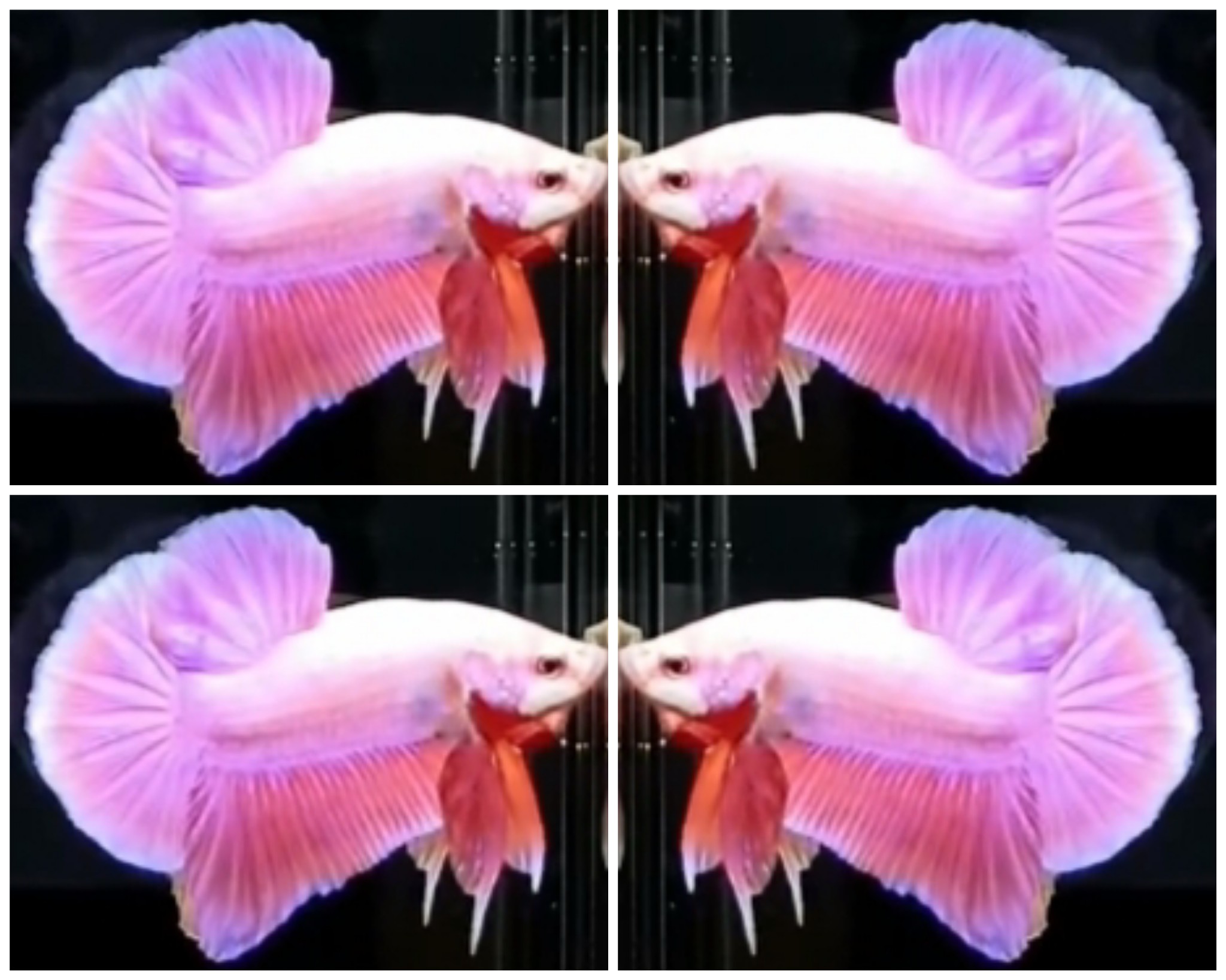 Pink Aurora HMPK