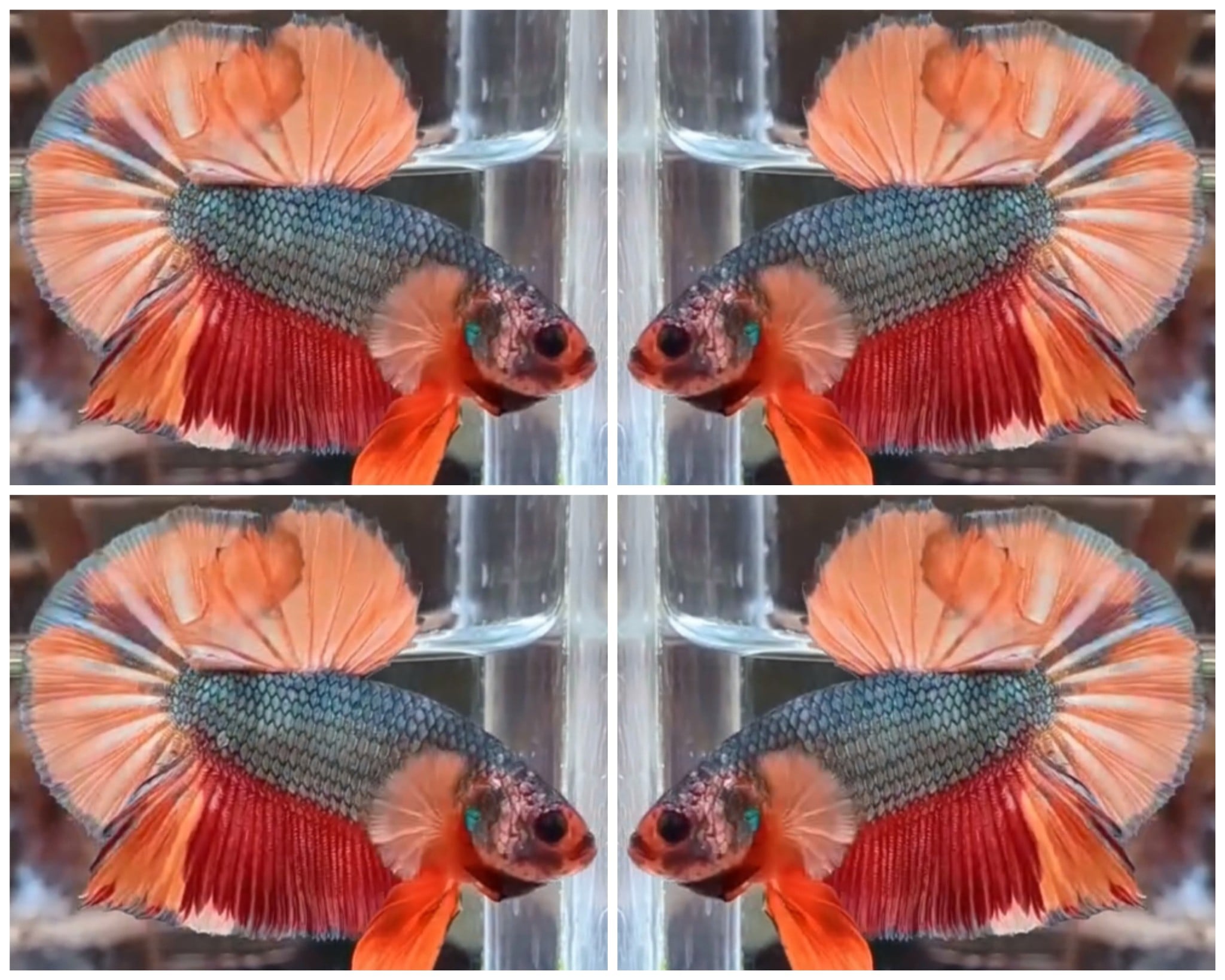 Orange Copper