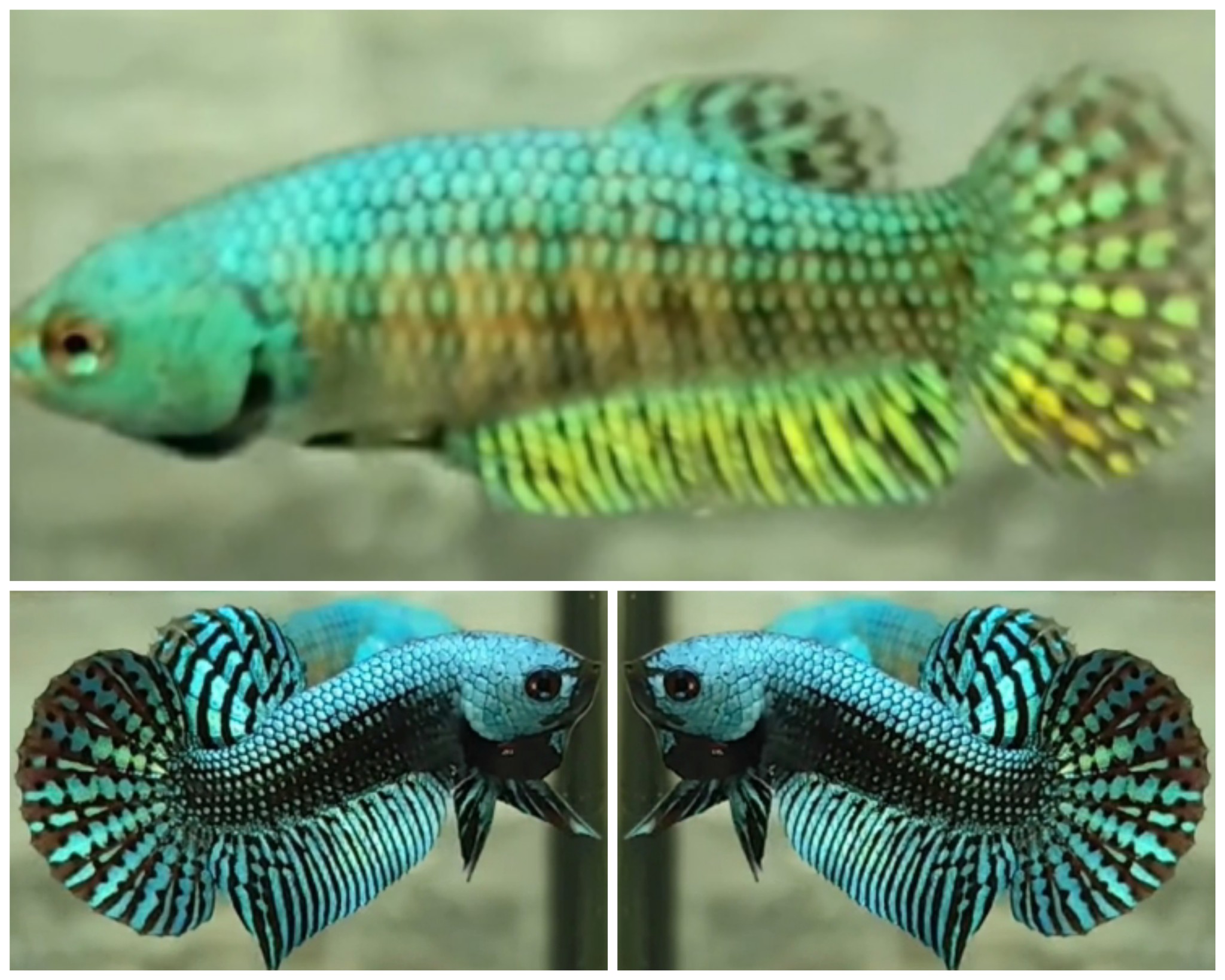 Young Pair Green Alien