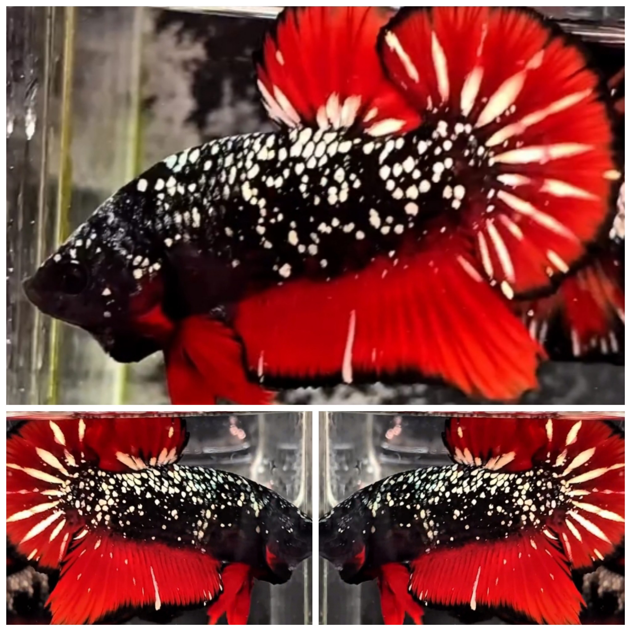 Avatar Red Copper