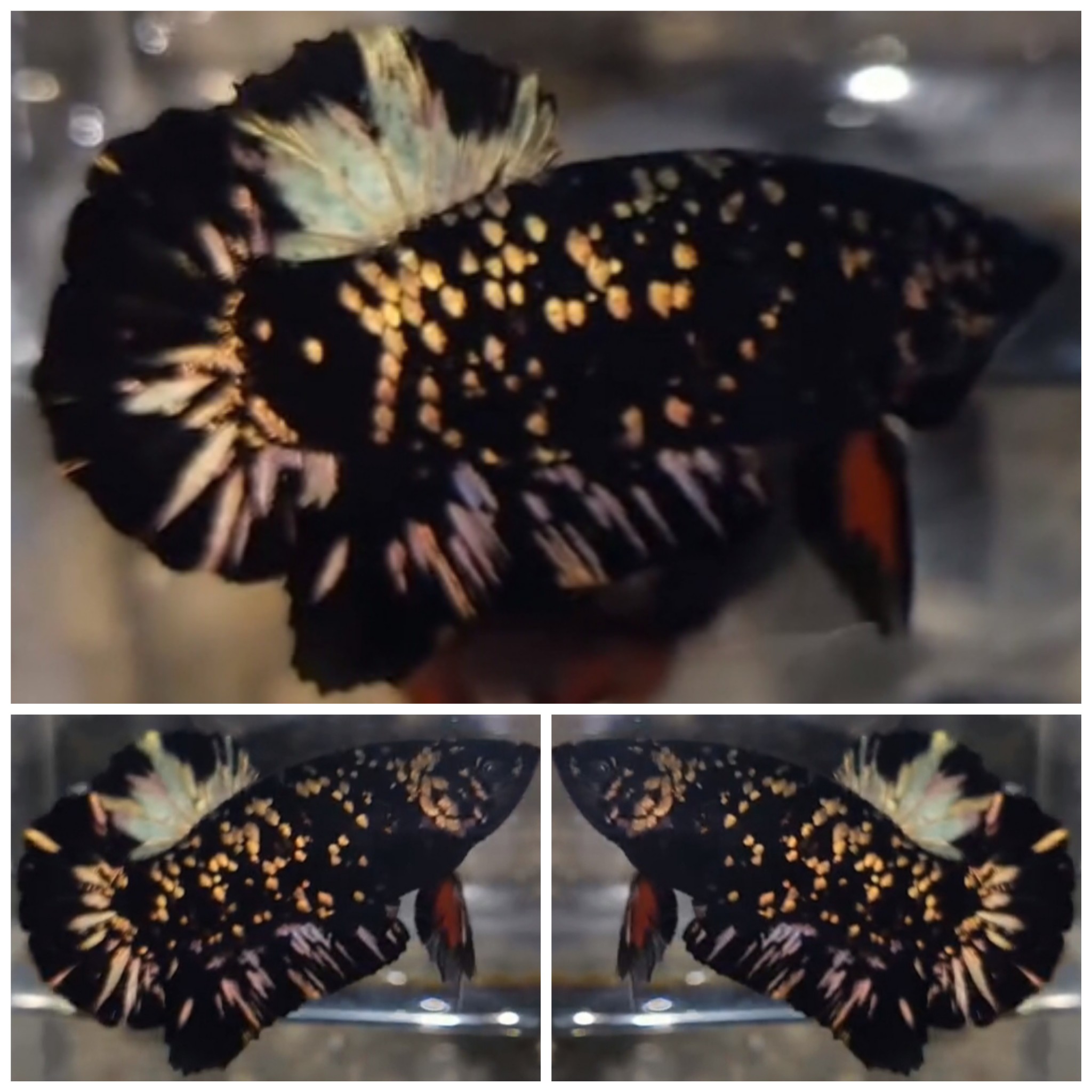 Avatar Gold Copper