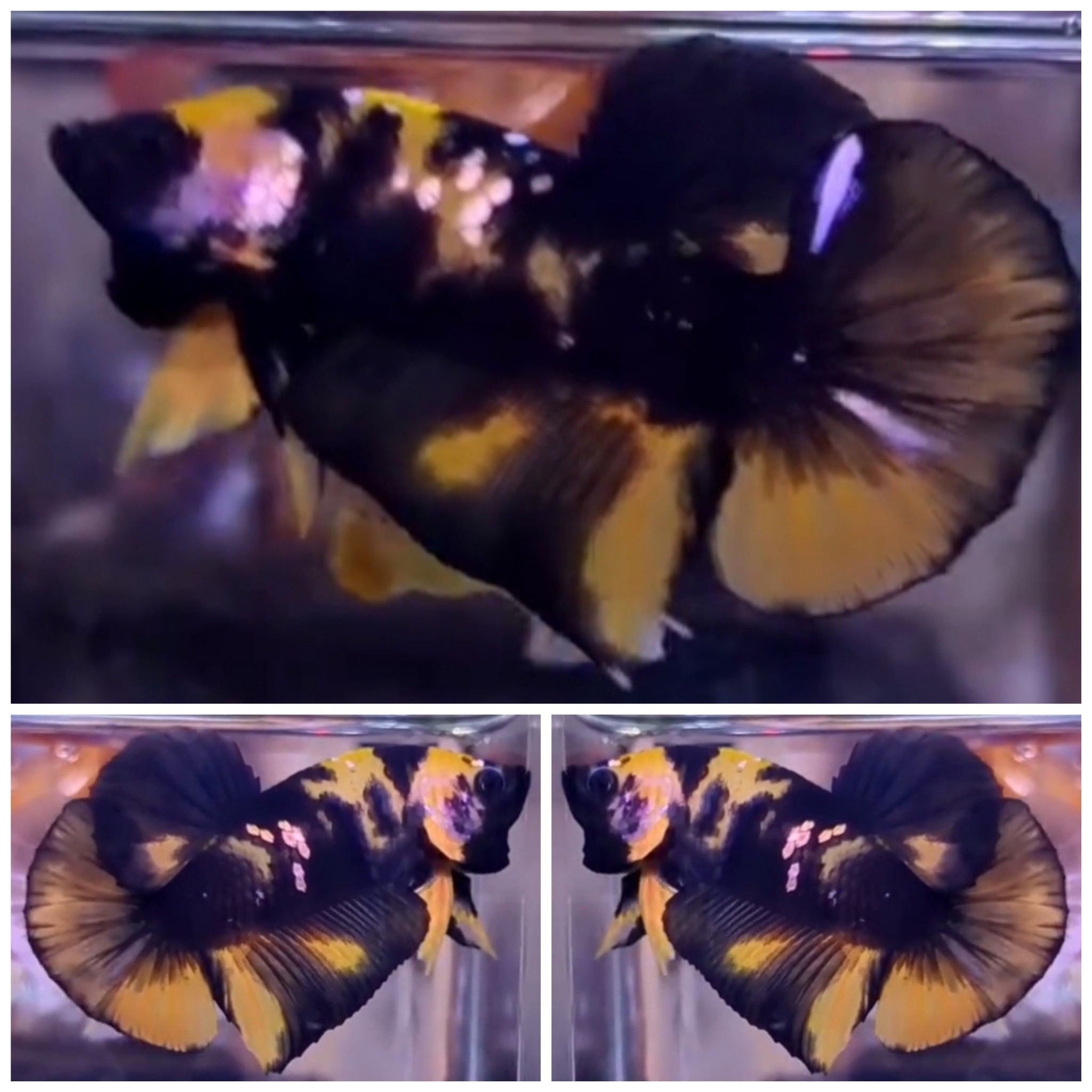 Yellow Bumblebee